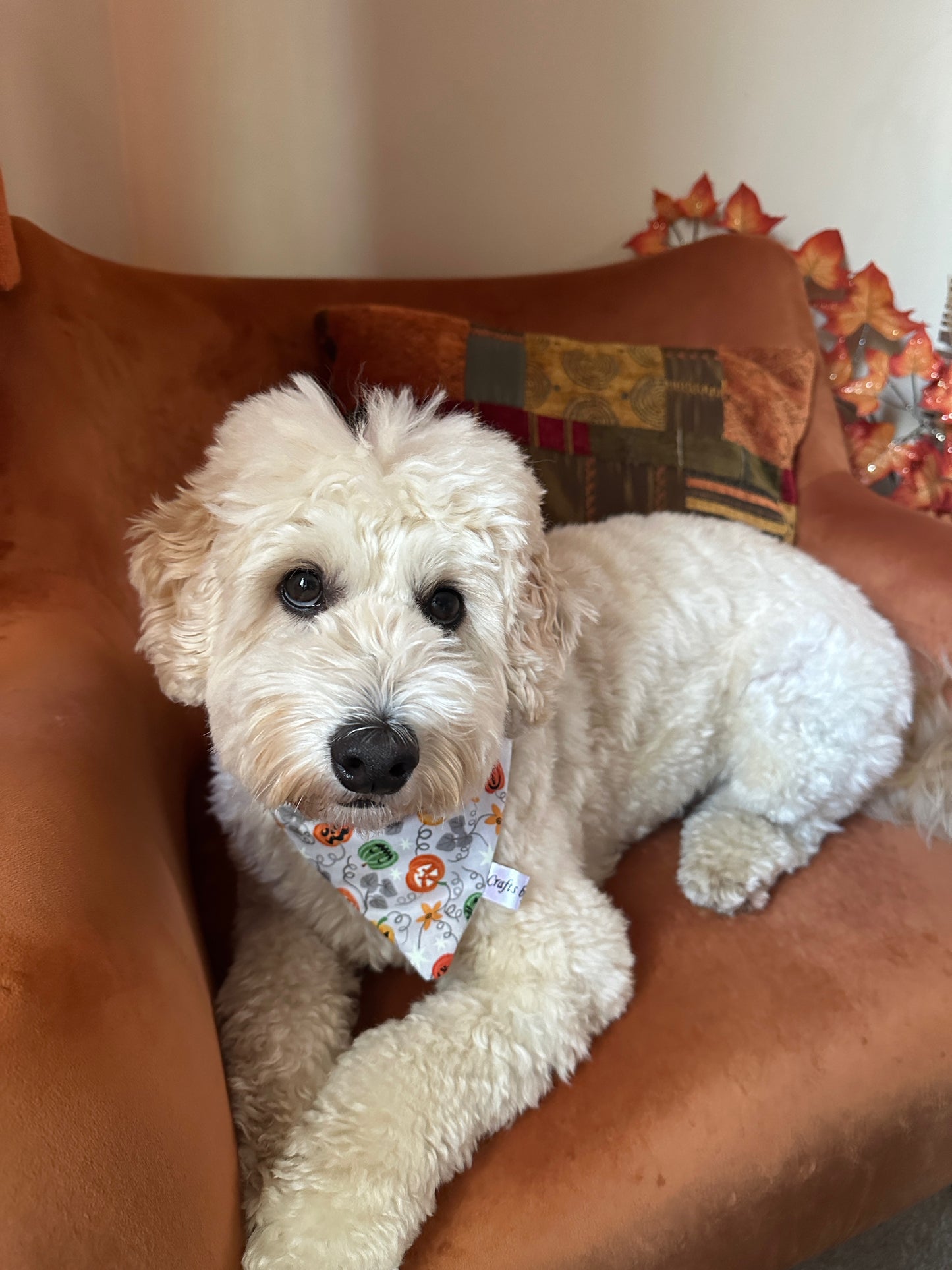 A fluffy white dog with curly fur wears the Crafts by Kate Cotton Pet Bandana with collar attachment—Glow in the Dark Pumpkins—while resting on an orange chair, surrounded by a colorful pillow and handcrafted autumn leaf decorations.