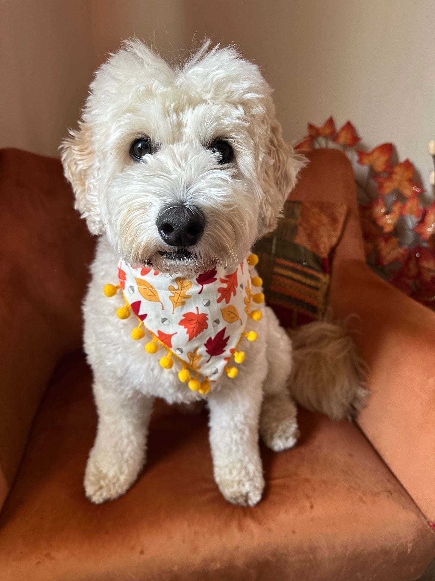 A fluffy white dog sits on an orange chair, wearing a Crafts by Kate Cotton Pet Bandana with collar attachment - Autumn Leaves with pom poms. The background is decorated with fall-themed items, perfectly complementing the cozy scene.
