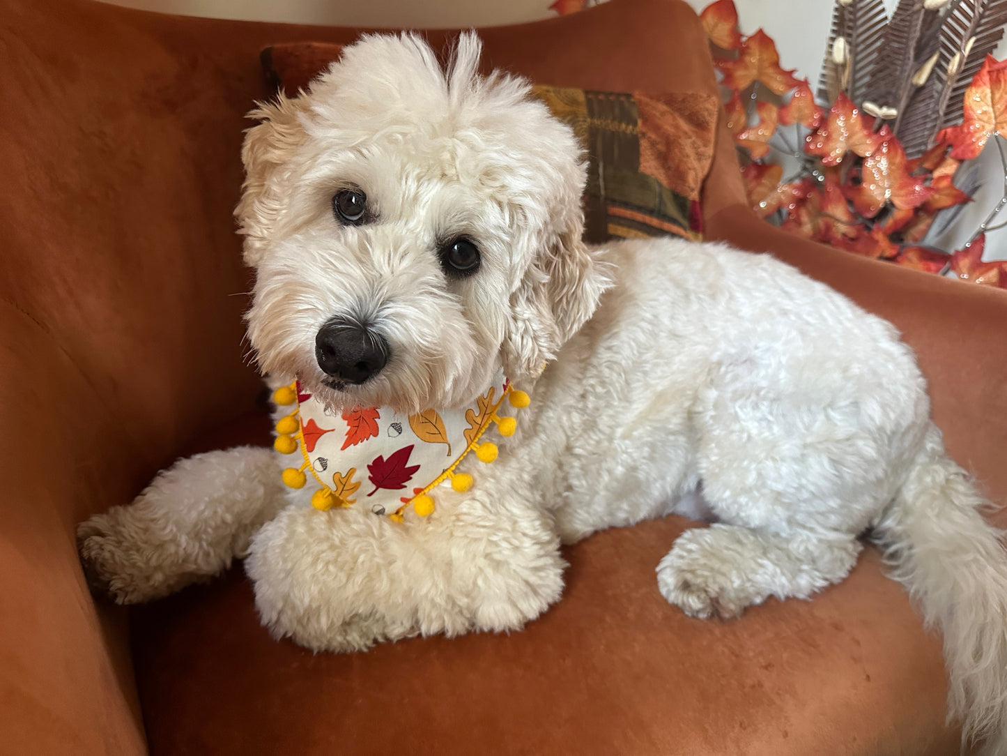 A fluffy white dog lounges on a brown armchair, proudly wearing the Cotton Pet Bandana with collar attachment - Autumn Leaves with pom poms by Crafts by Kate. This fall-themed accessory made from stunning fabric complements the cozy decor of orange and red leaves in the background.
