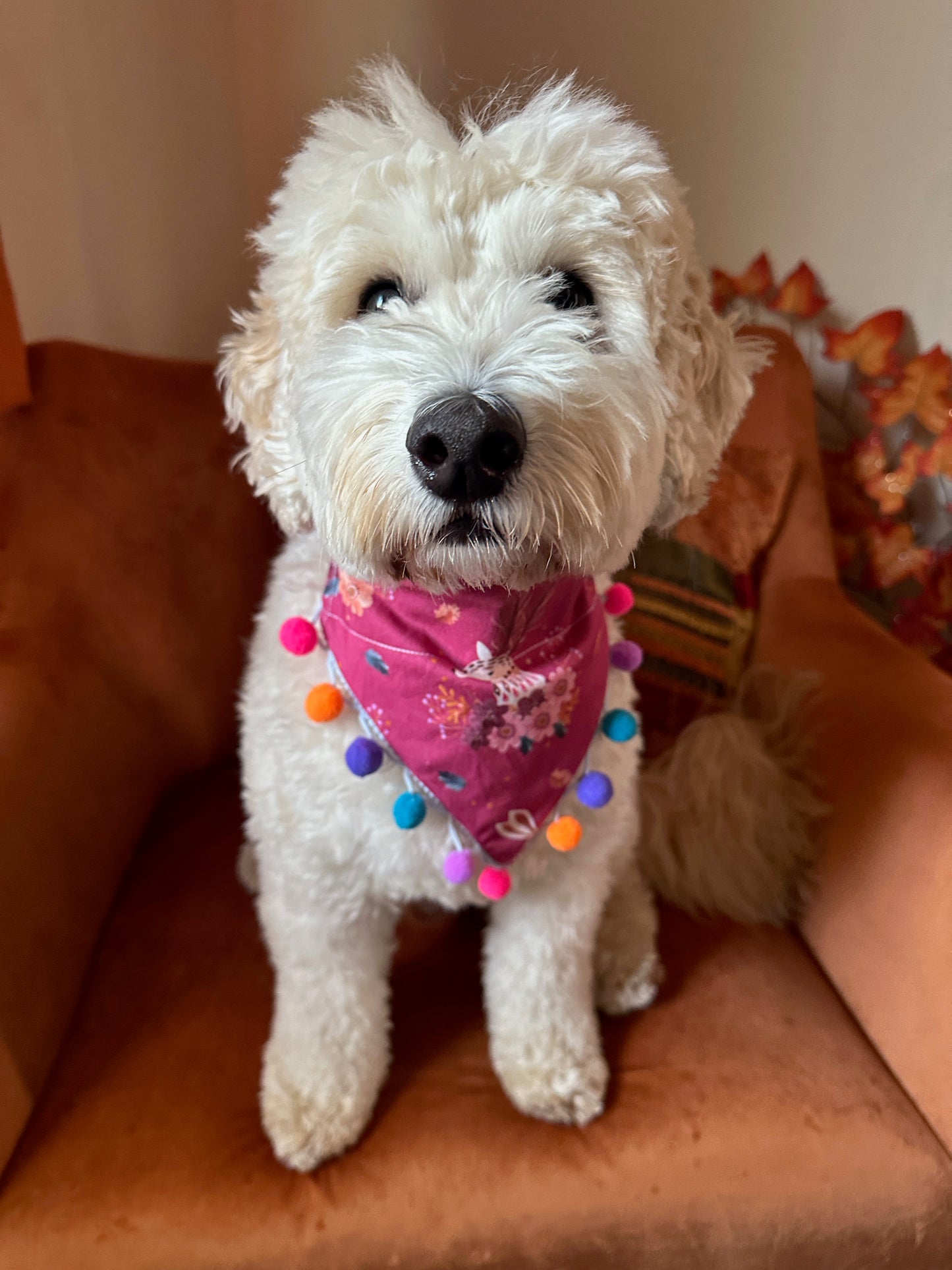 A fluffy white dog sits on a rust-colored chair, wearing the Crafts by Kate Cotton Pet Bandana with collar attachment—Woodland Animals with pom poms. Its ears are perked, and autumn leaves are visible in the background.