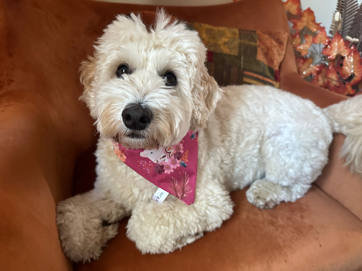 A fluffy white dog wears the Crafts by Kate Cotton Pet Bandana with collar attachment in Woodland Animals, sitting on a brown armchair with decorative pillows and autumn leaves in the background, looking up with a friendly expression.