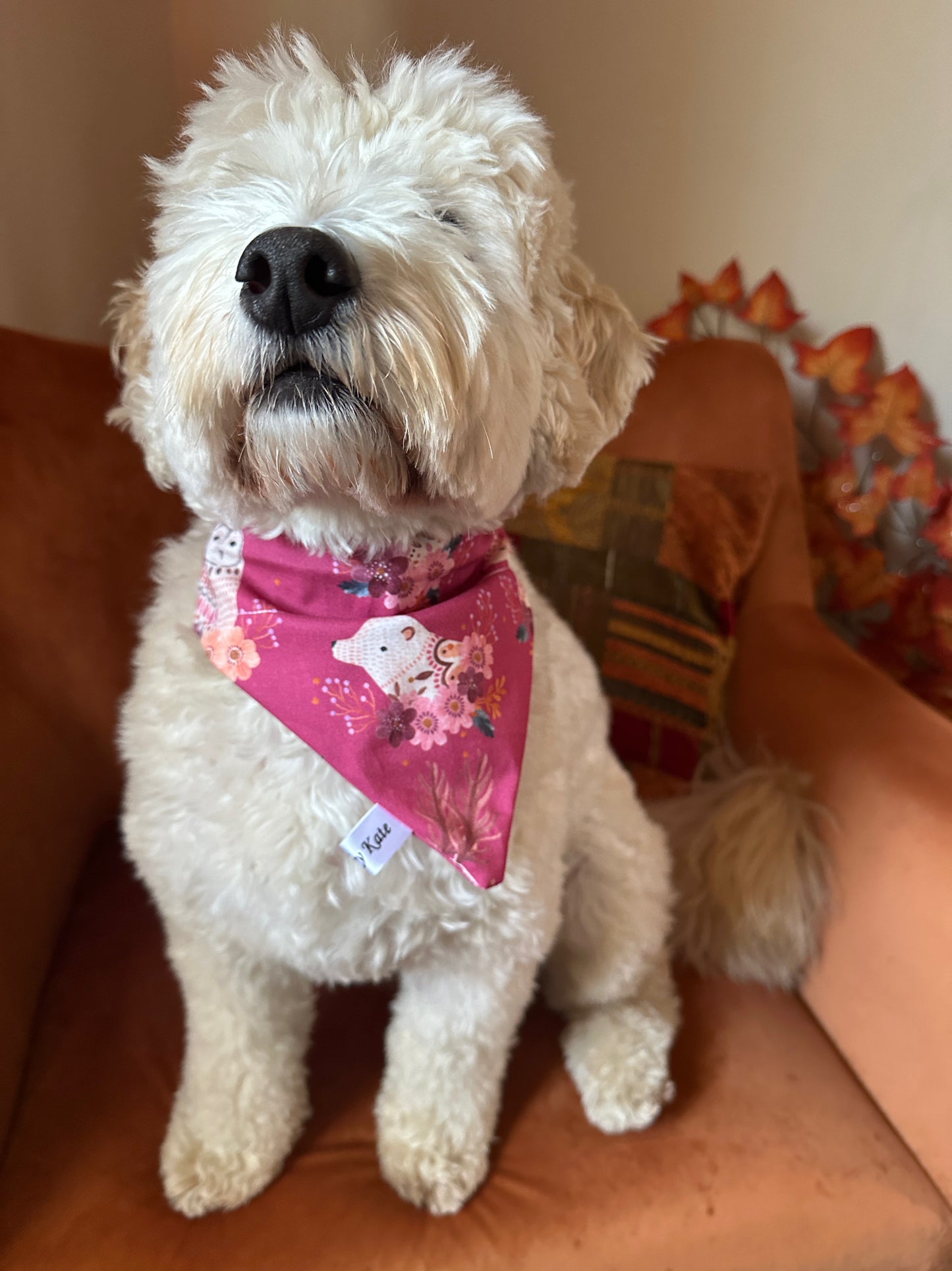 A fluffy white dog wears the Crafts by Kate Cotton Pet Bandana with collar attachment - Woodland Animals as it sits on an orange couch, surrounded by a decorative pillow and autumn-themed decor.