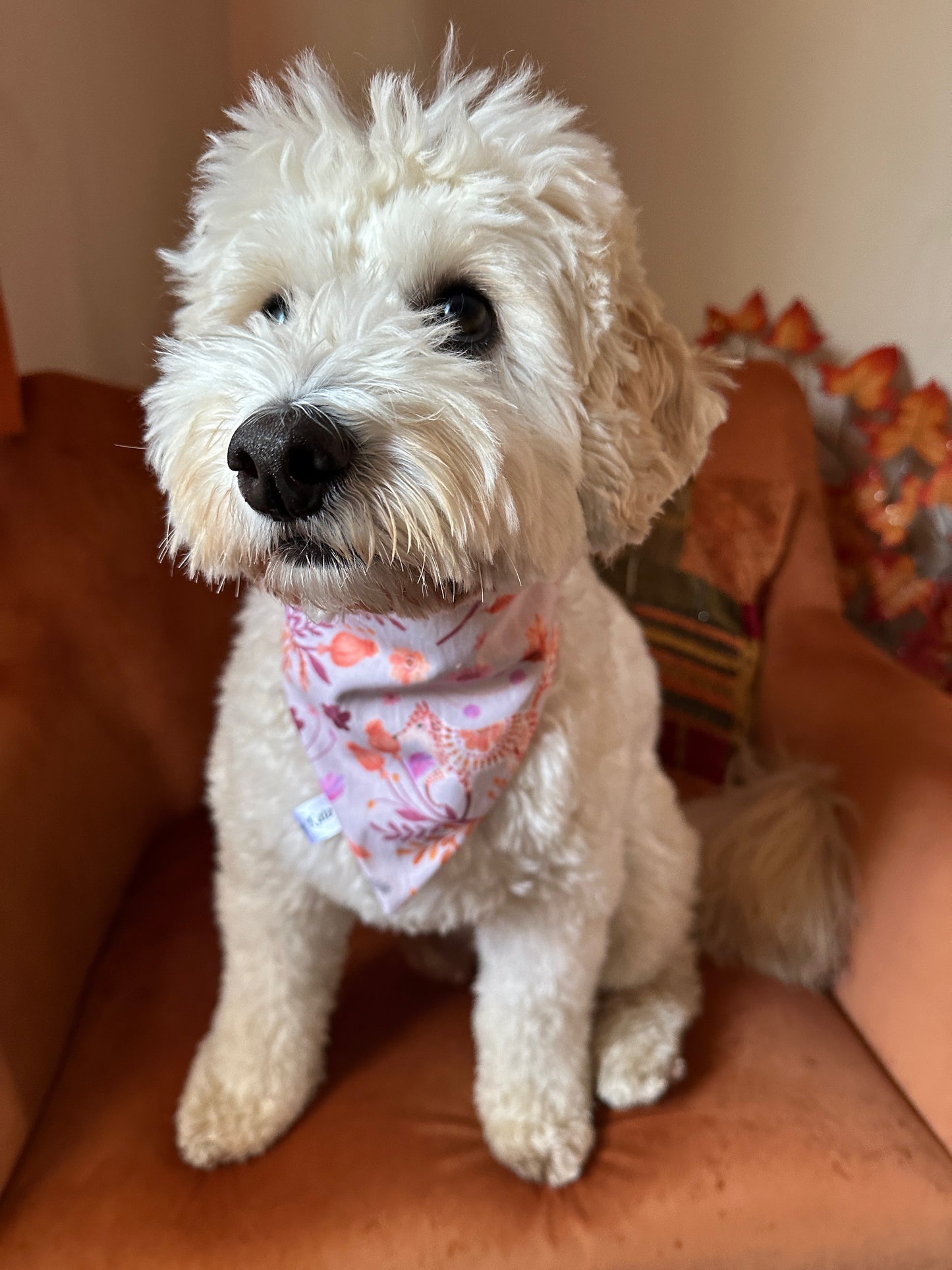 A fluffy white dog wearing a colorful Cotton Pet Scrunchie Bandana from the Woodland Floral collection by Crafts by Kate sits on a brown chair, surrounded by autumn leaves. The scene seamlessly blends woodland floral charm with the cozy ambiance.