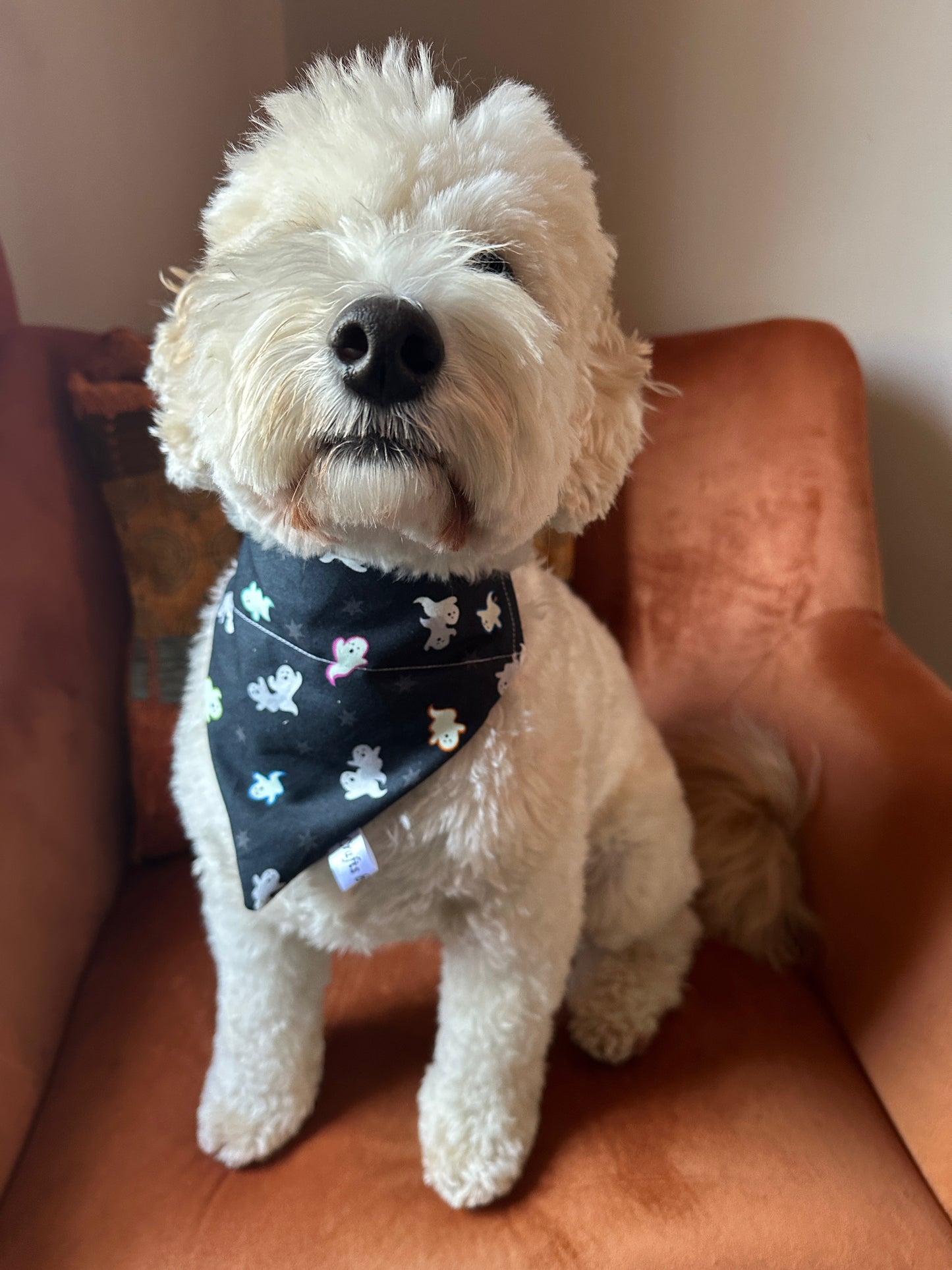 A fluffy white dog with curly fur sits on an orange chair, wearing a Crafts by Kate Cotton Pet Bandana with collar attachment featuring glow in the dark ghosts.