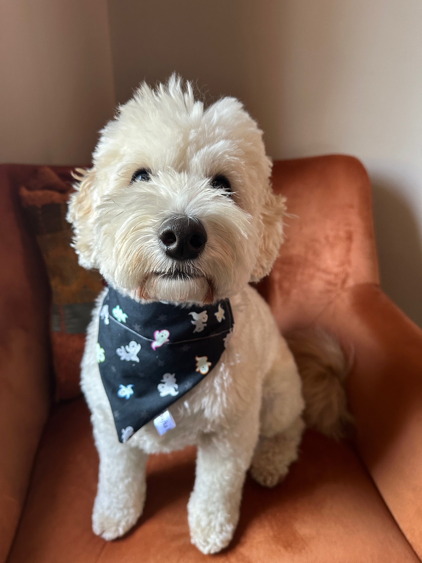 A fluffy white dog sits on an orange armchair, wearing the Crafts by Kate Cotton Pet Bandana with collar attachment in Glow in the Dark Ghosts, and looks at the camera with a gentle expression.