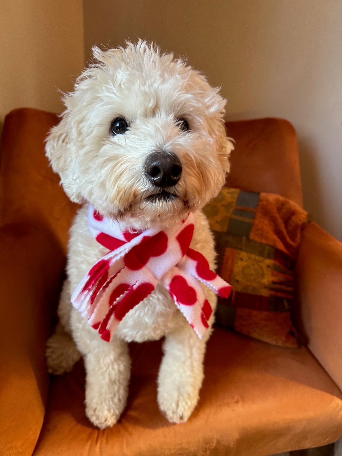 A fluffy white dog with curly fur sits on an orange chair, wearing the Polar Cotton Fleece Pet Scarf - Red Hearts by Crafts by Kate. A handcrafted throw drapes over the back of the chair, perfectly complementing the cream-colored wall.