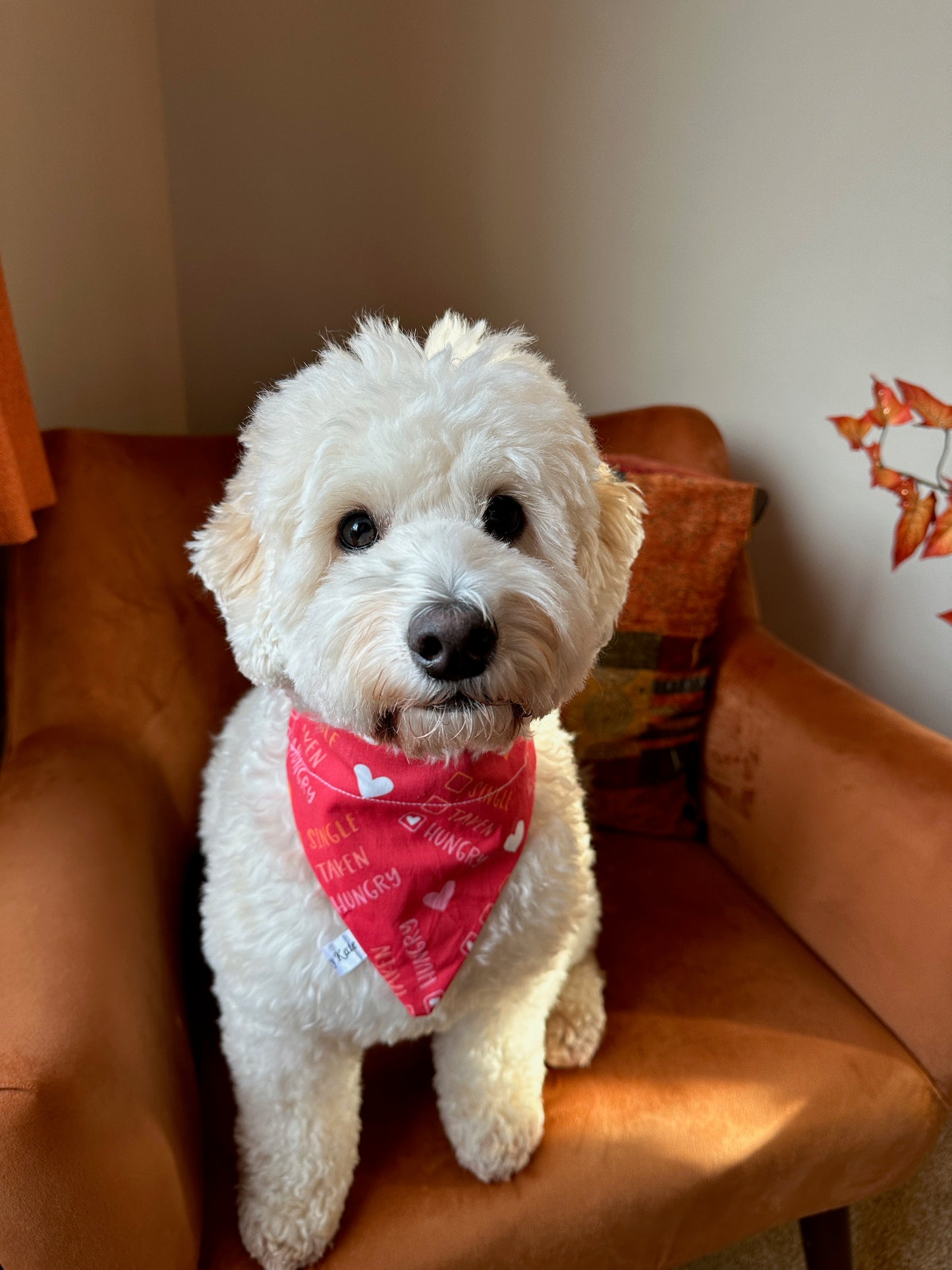 Cotton Pet Bandana with collar attachment - Single/Taken/Hungry
