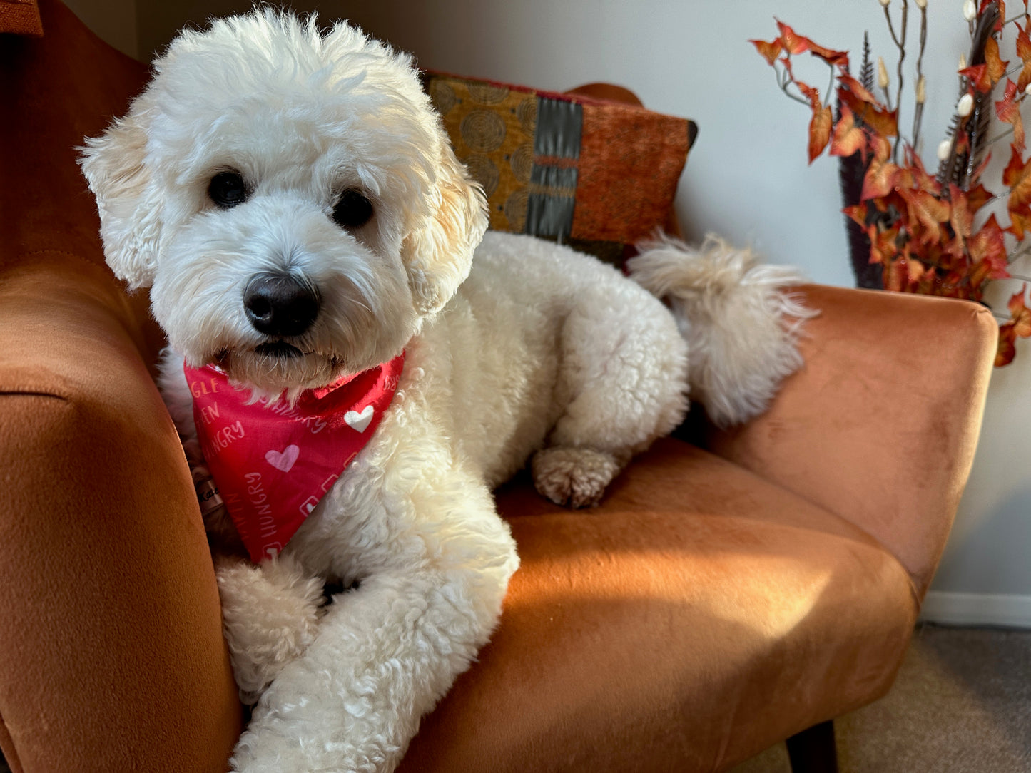 Cotton Pet Bandana with collar attachment - Single/Taken/Hungry