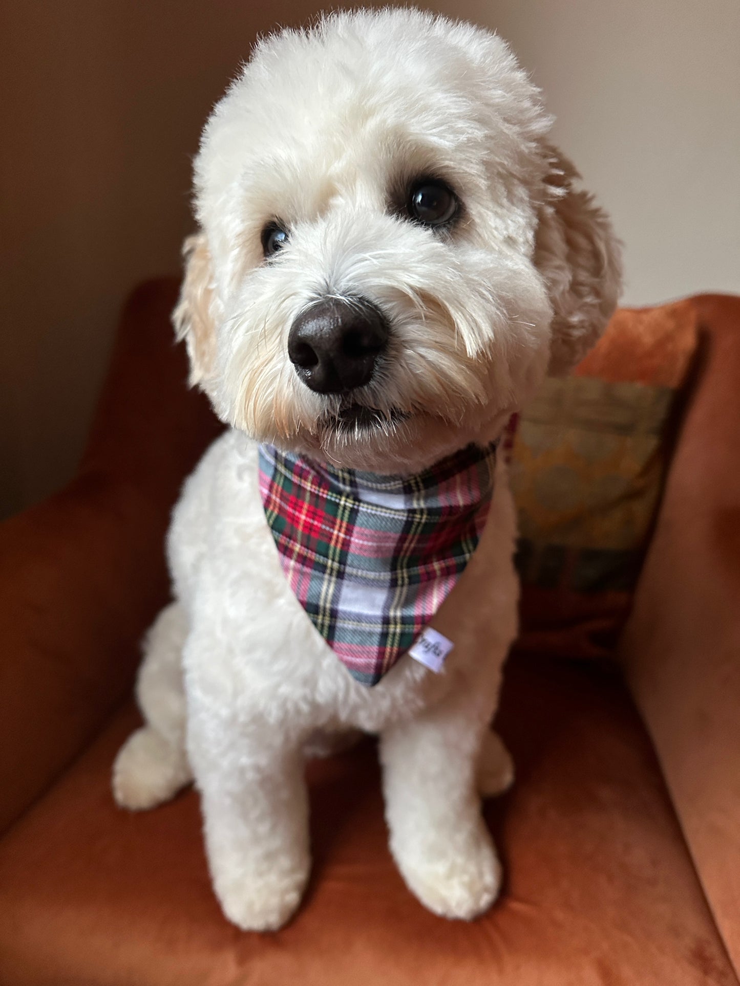Cotton Pet Scrunchie Bandana - Tartan