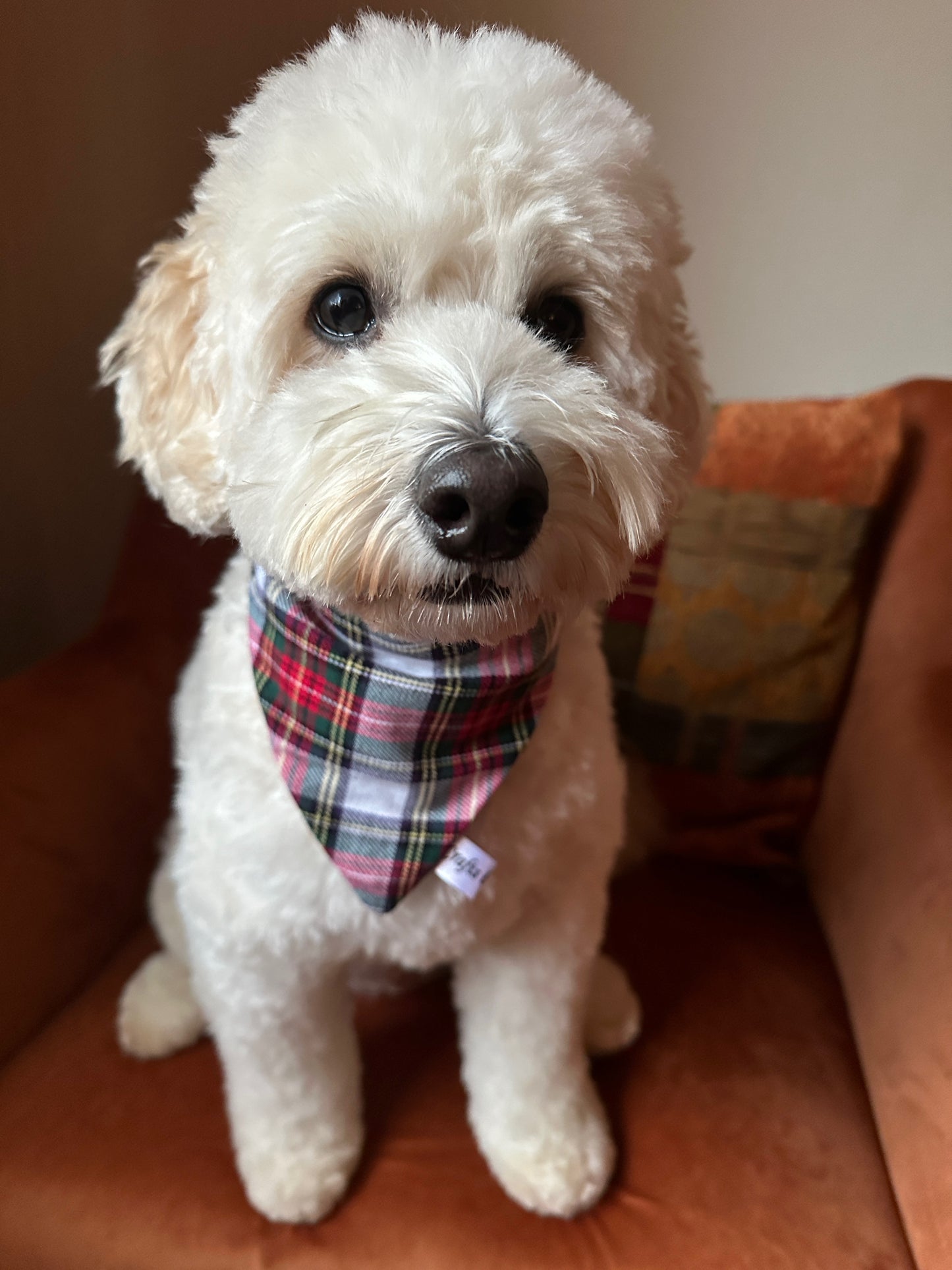 Cotton Pet Scrunchie Bandana - Tartan