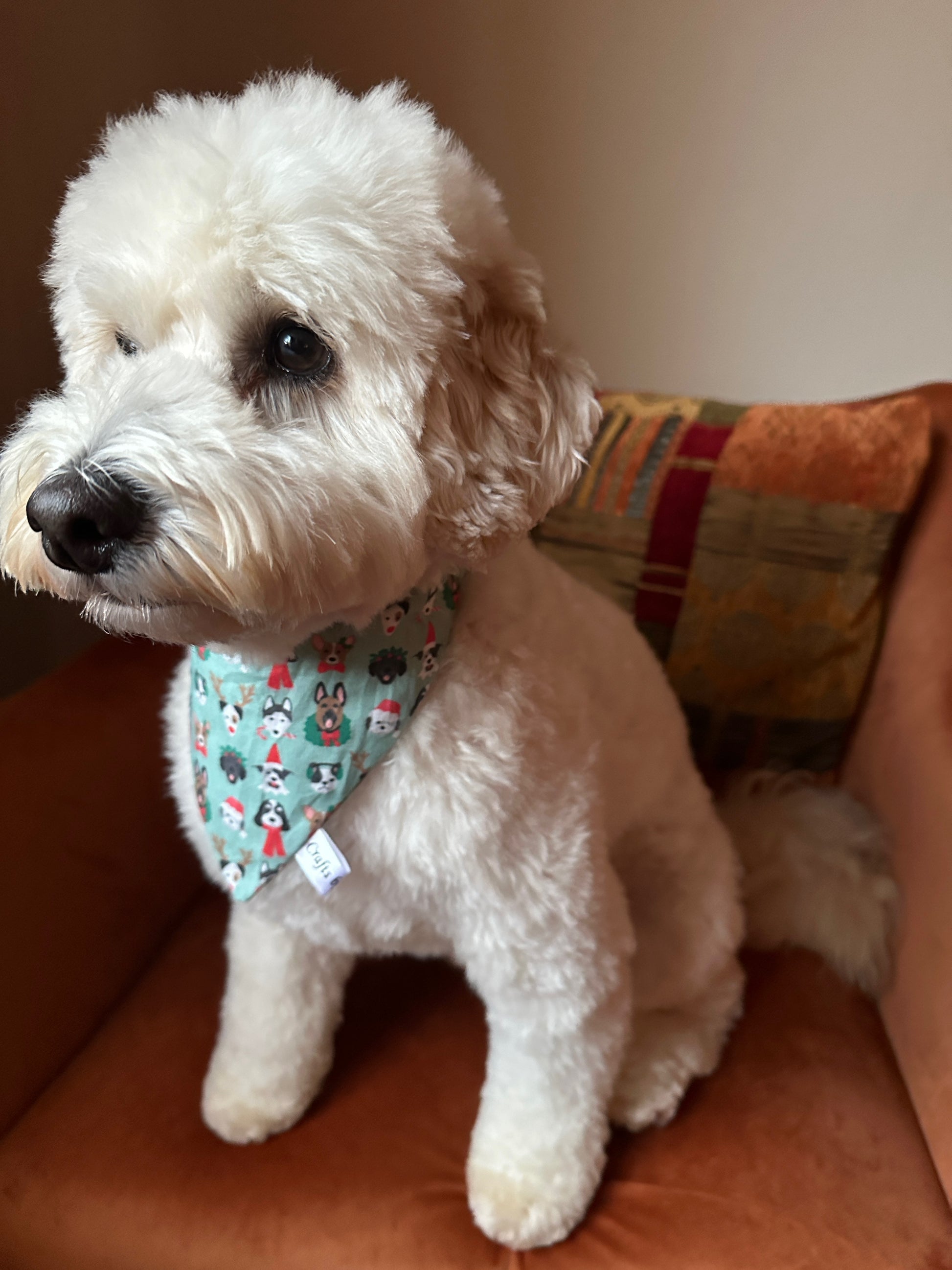 A fluffy white dog wears the Crafts by Kate Cotton Pet Bandana with collar attachment in the Puppy Nutcracker design, sitting on a rust-colored chair with a multicolored pillow behind.
