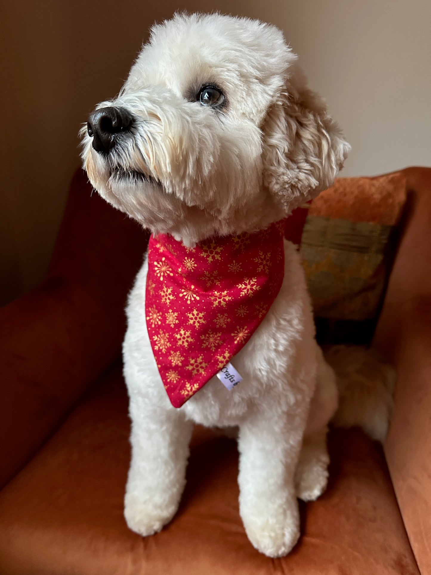 A fluffy white dog sits on a rust-colored armchair, wearing the Crafts by Kate Cotton Pet Scrunchie Bandana in red with gold snowflakes, looking off to the side.