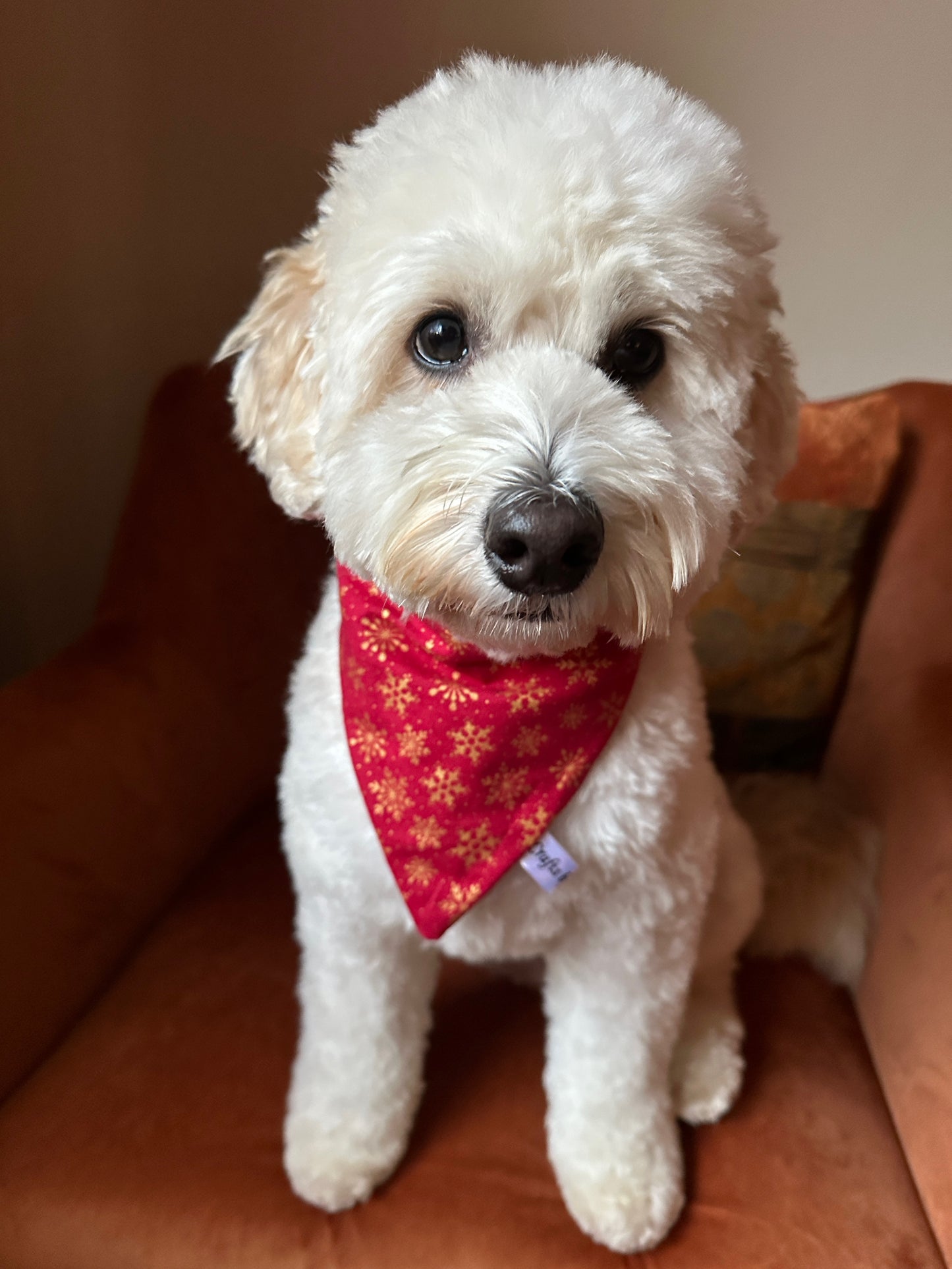 A fluffy white dog wears the Crafts by Kate Cotton Pet Scrunchie Bandana in Red & Gold Snowflakes while sitting on a brown chair, looking gently at the camera.