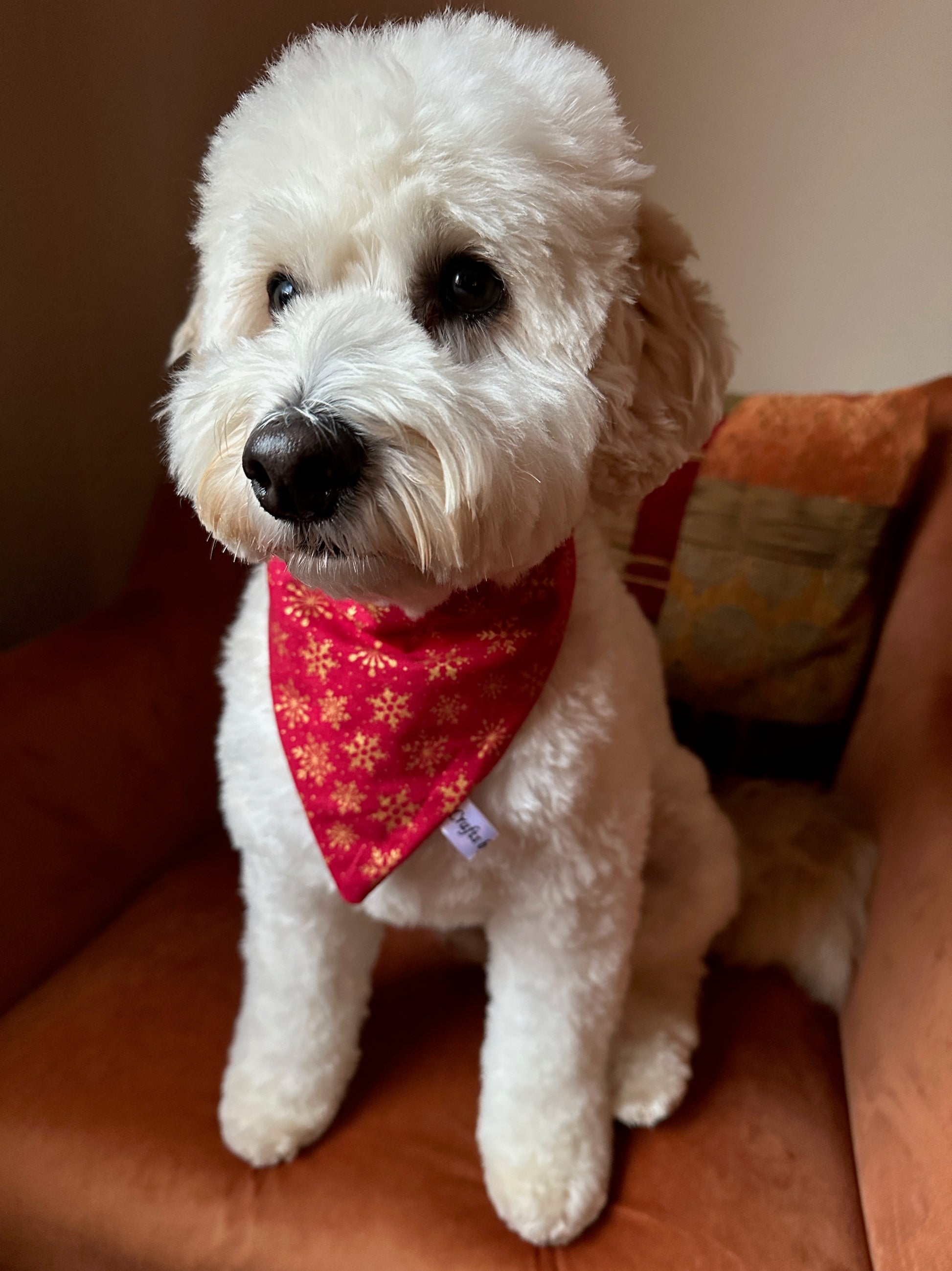 A fluffy white dog wearing the Crafts by Kate Cotton Pet Scrunchie Bandana in Red & Gold Snowflakes sits on a rust-colored armchair, gazing slightly to the side.