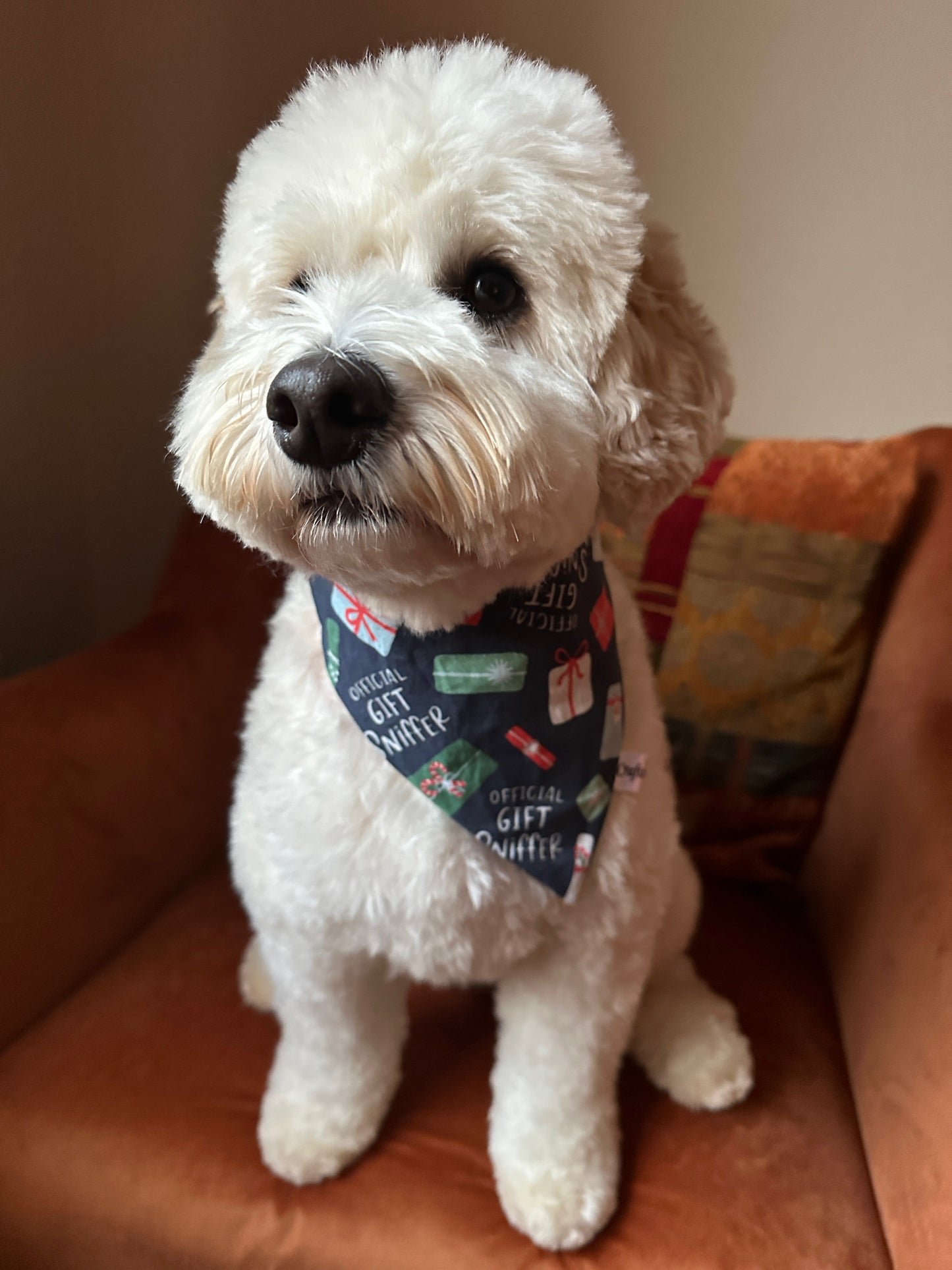 Cotton Pet Scrunchie Bandana - Official Present Sniffer