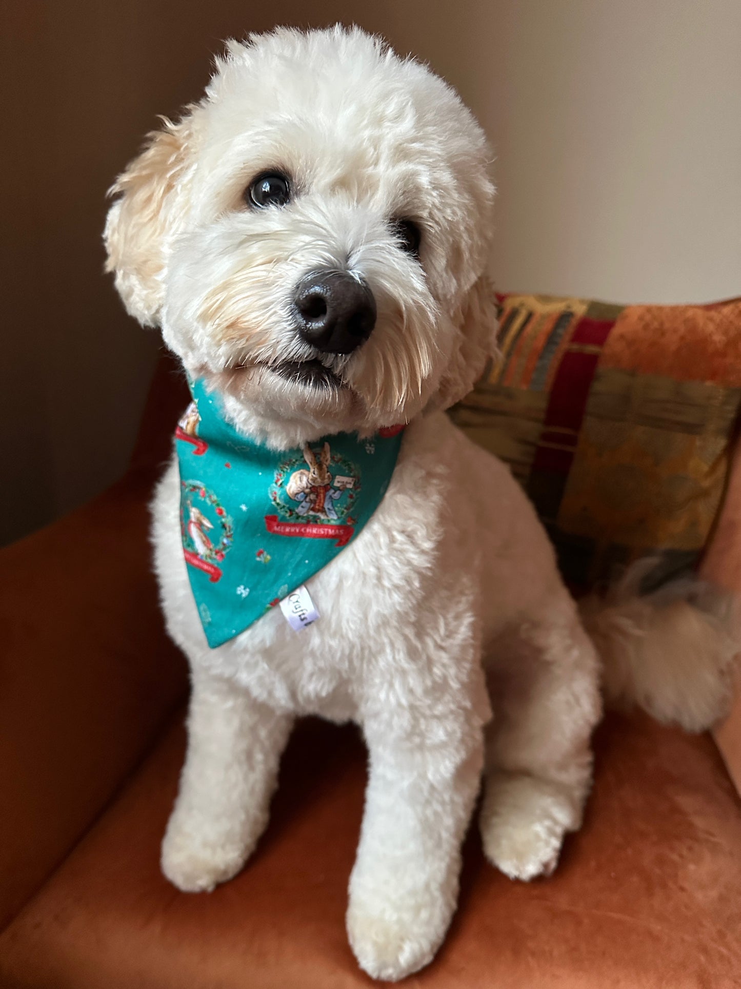 Cotton Pet Scrunchie Bandana - Peter Rabbit's Christmas