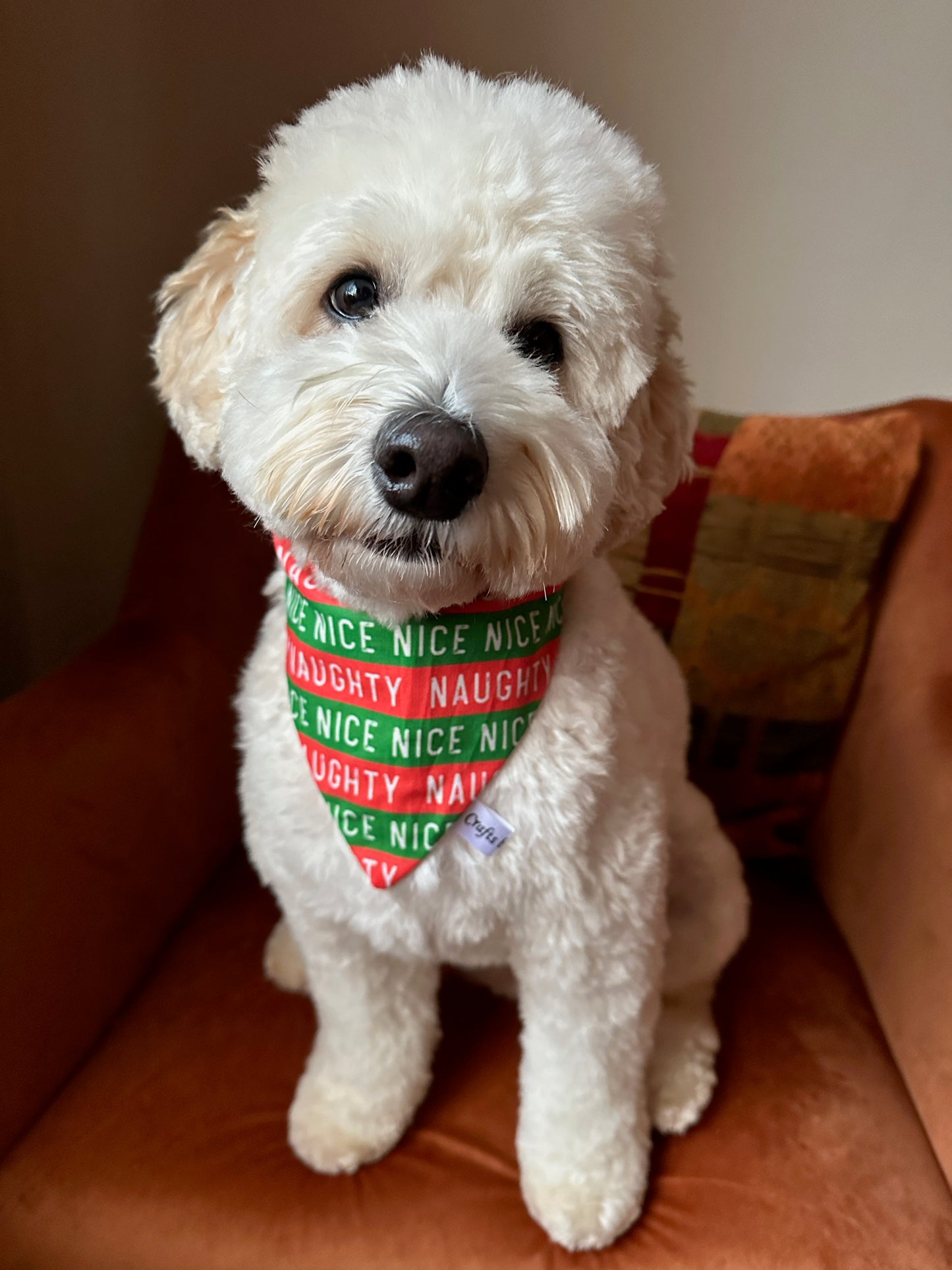 Cotton Pet Scrunchie Bandana - Naughty & Nice