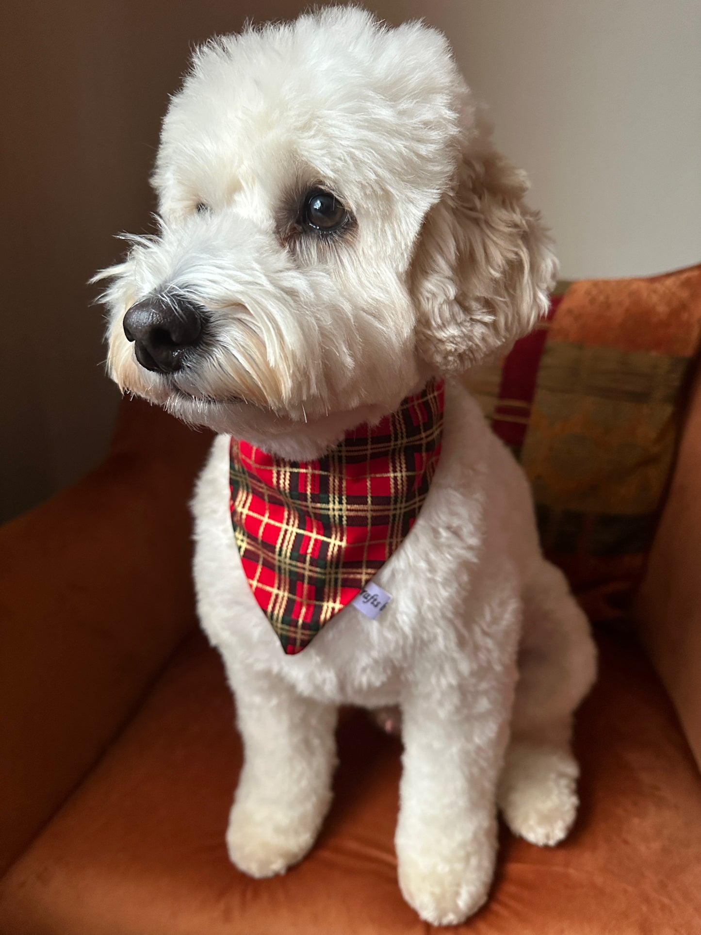 A fluffy white dog with curly fur sits on a brown chair, wearing the Crafts by Kate Cotton Pet Scrunchie Bandana in Red & Gold Tartan around its neck, and looks slightly to the left.