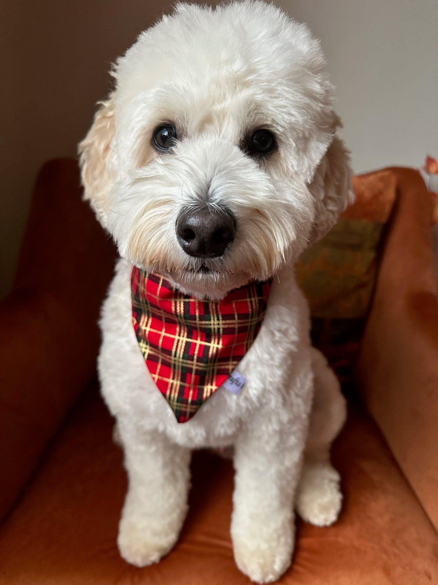 A fluffy white dog with light brown ears sits on an orange chair, wearing a Crafts by Kate Cotton Pet Scrunchie Bandana in Red & Gold Tartan, gazing gently at the camera.