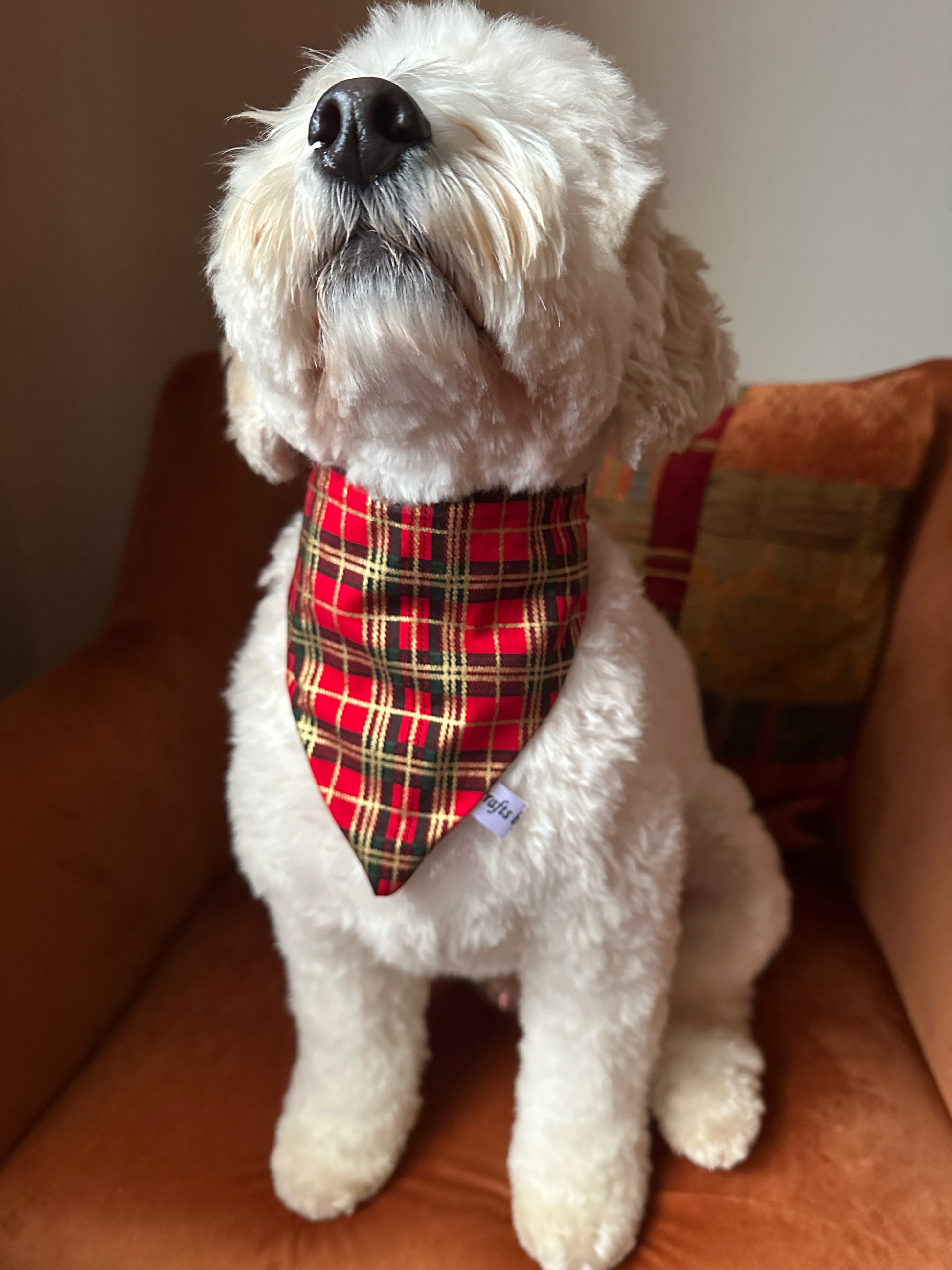 A fluffy white dog sits on a brown chair, wearing the Crafts by Kate Cotton Pet Scrunchie Bandana in Red & Gold Tartan. Its head is tilted upward, with eyes mostly hidden by fur.