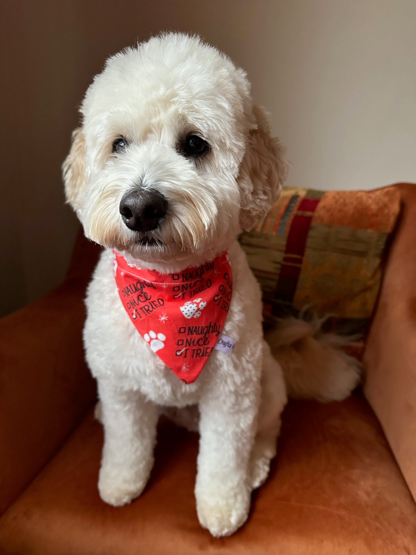 A fluffy white dog wears the Crafts by Kate Cotton Pet Bandana with collar attachment—“I Tried”—while sitting on an orange armchair with a colorful cushion behind it.