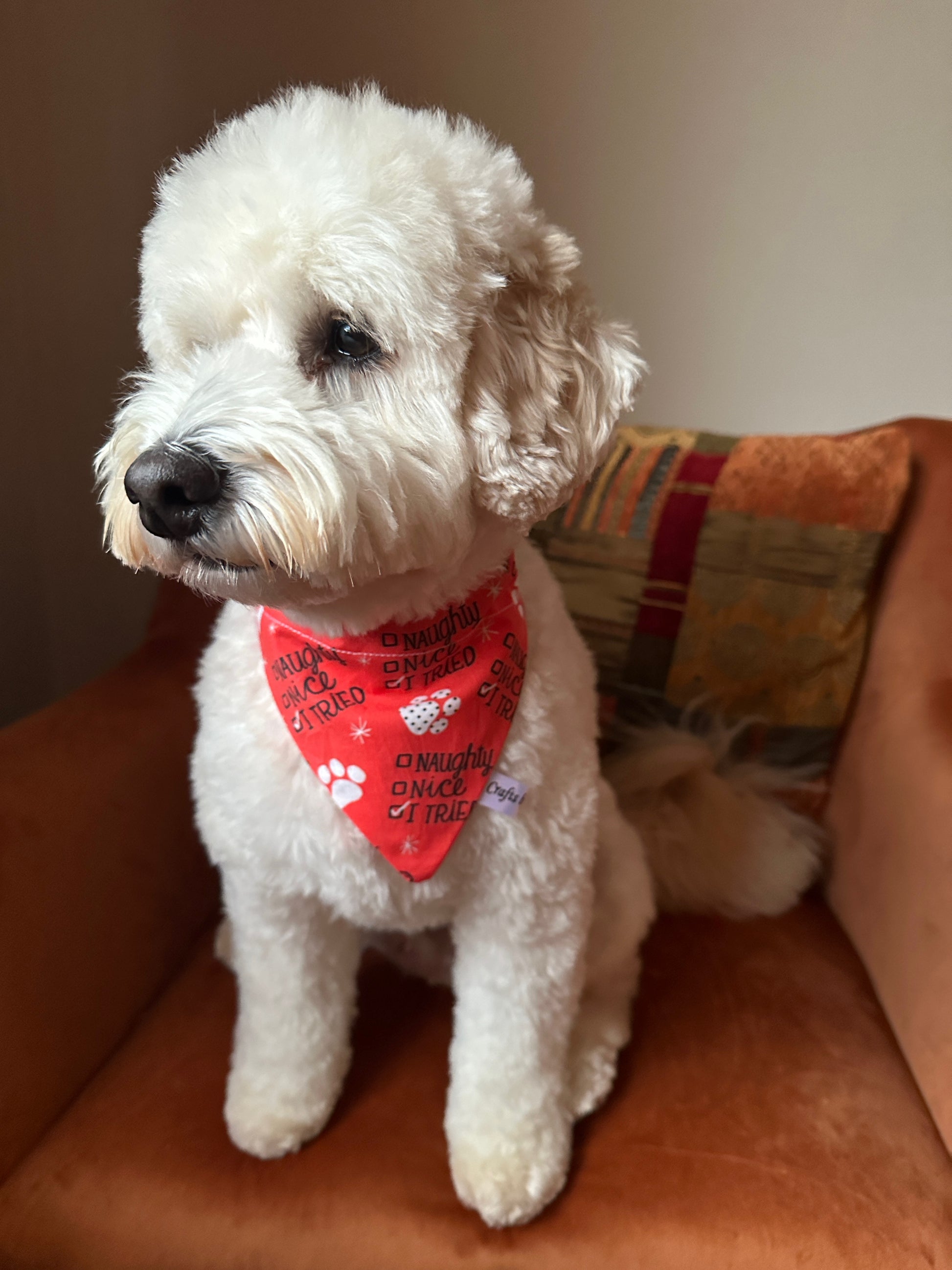 A fluffy white dog models the Crafts by Kate Cotton Pet Bandana with collar attachment, featuring the phrase "I Tried," while sitting on a brown armchair with a colorful cushion in the background.