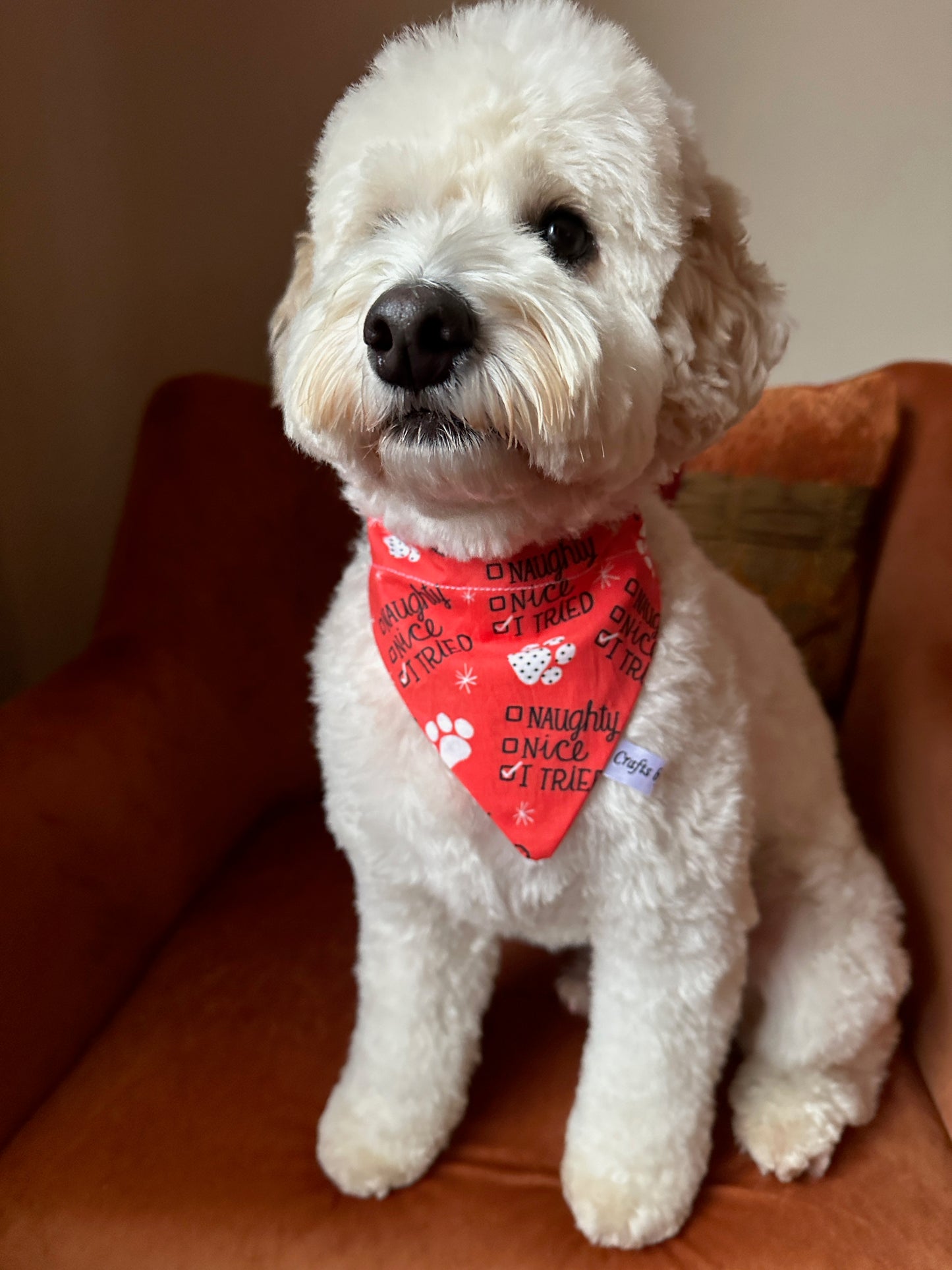 A fluffy white dog sits on a brown chair wearing the Crafts by Kate Cotton Pet Bandana with collar attachment - I Tried, looking slightly to the side.