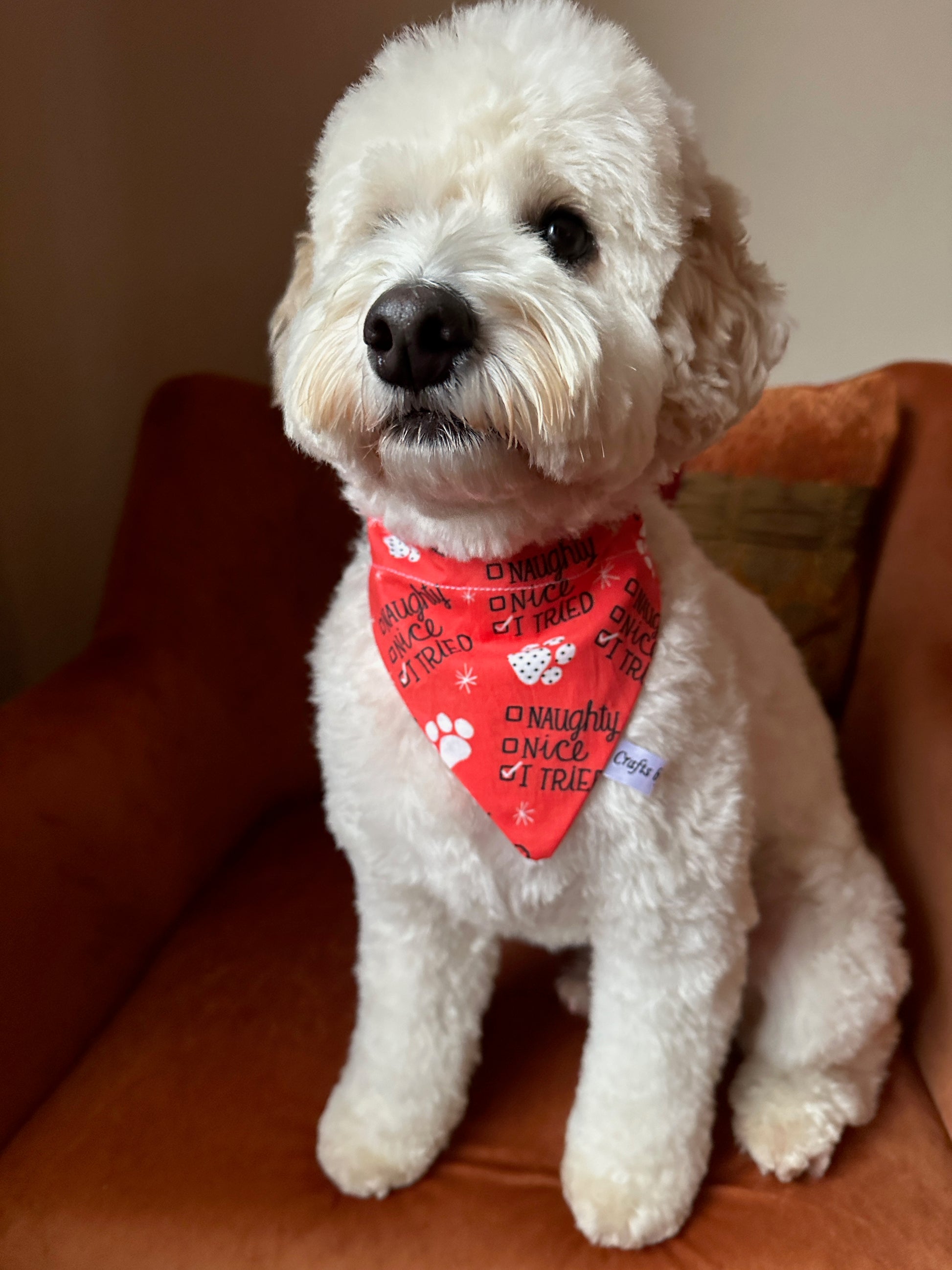 A fluffy white dog sits on a brown chair wearing the Crafts by Kate Cotton Pet Bandana with collar attachment - I Tried, looking slightly to the side.