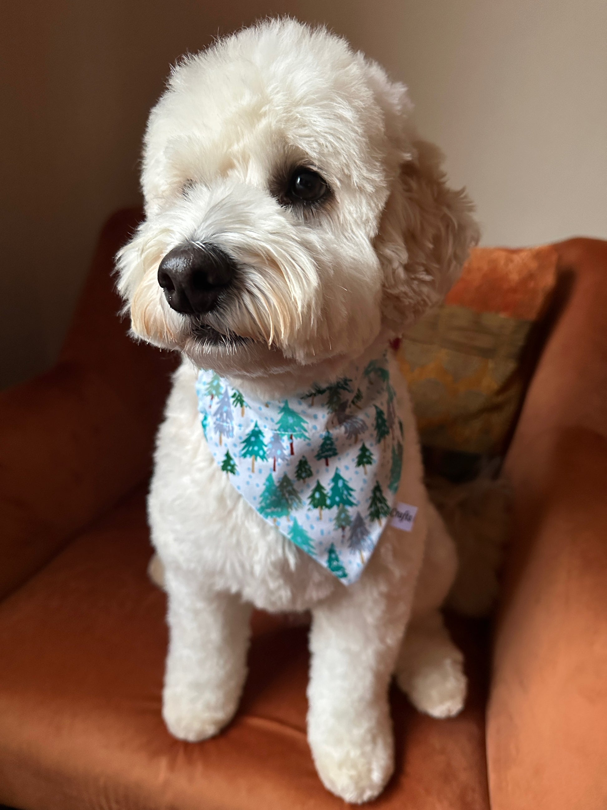 A fluffy white dog with curly fur sits on an orange armchair, wearing a Crafts by Kate Cotton Pet Bandana with collar attachment - Winter Forest. The bandana features green and teal pine trees. Customisation options available.