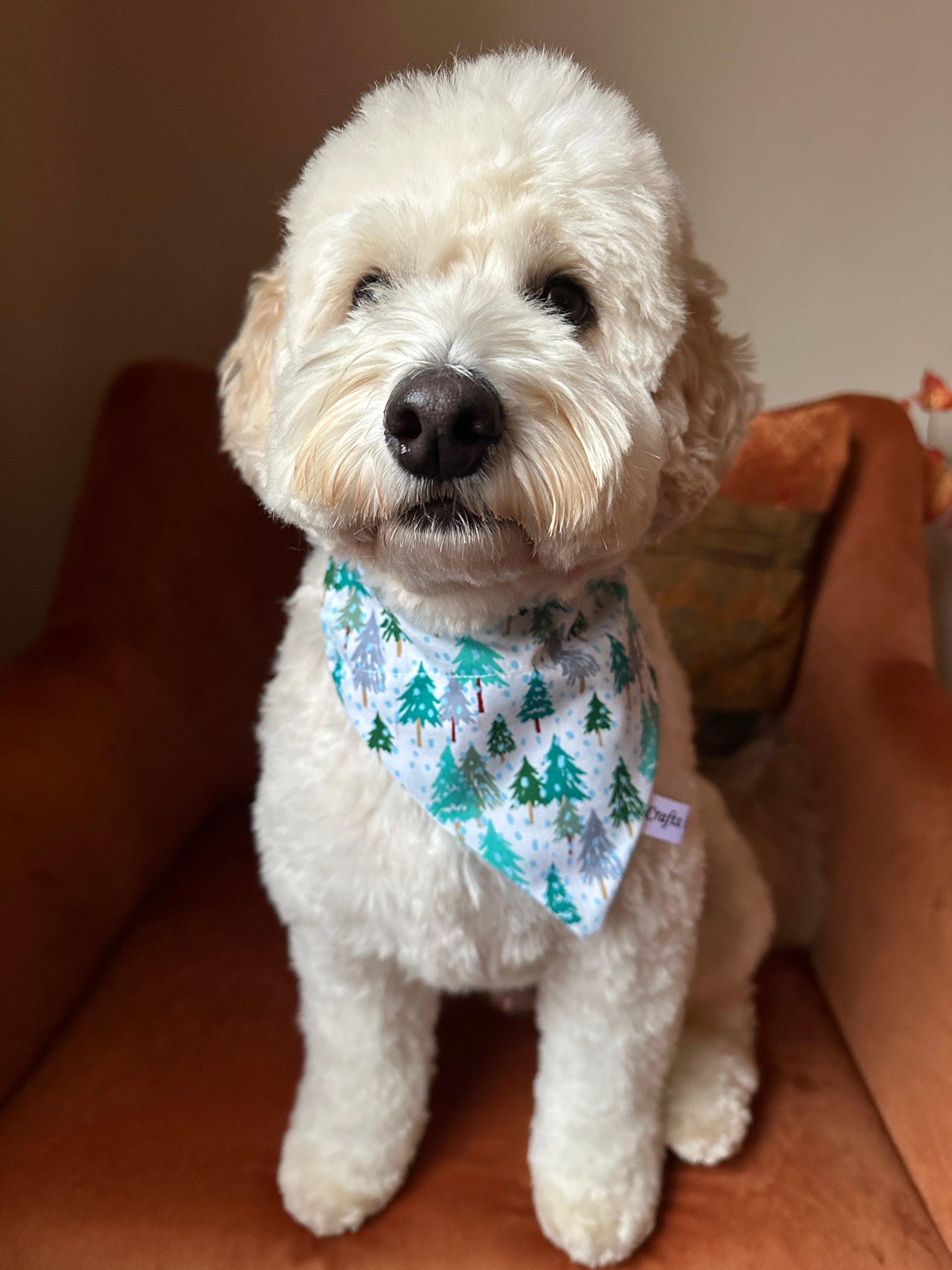 A fluffy white dog wears the Crafts by Kate Cotton Pet Bandana with collar attachment - Winter Forest, featuring green pine trees, while sitting on a rust-colored chair and looking at the camera.
