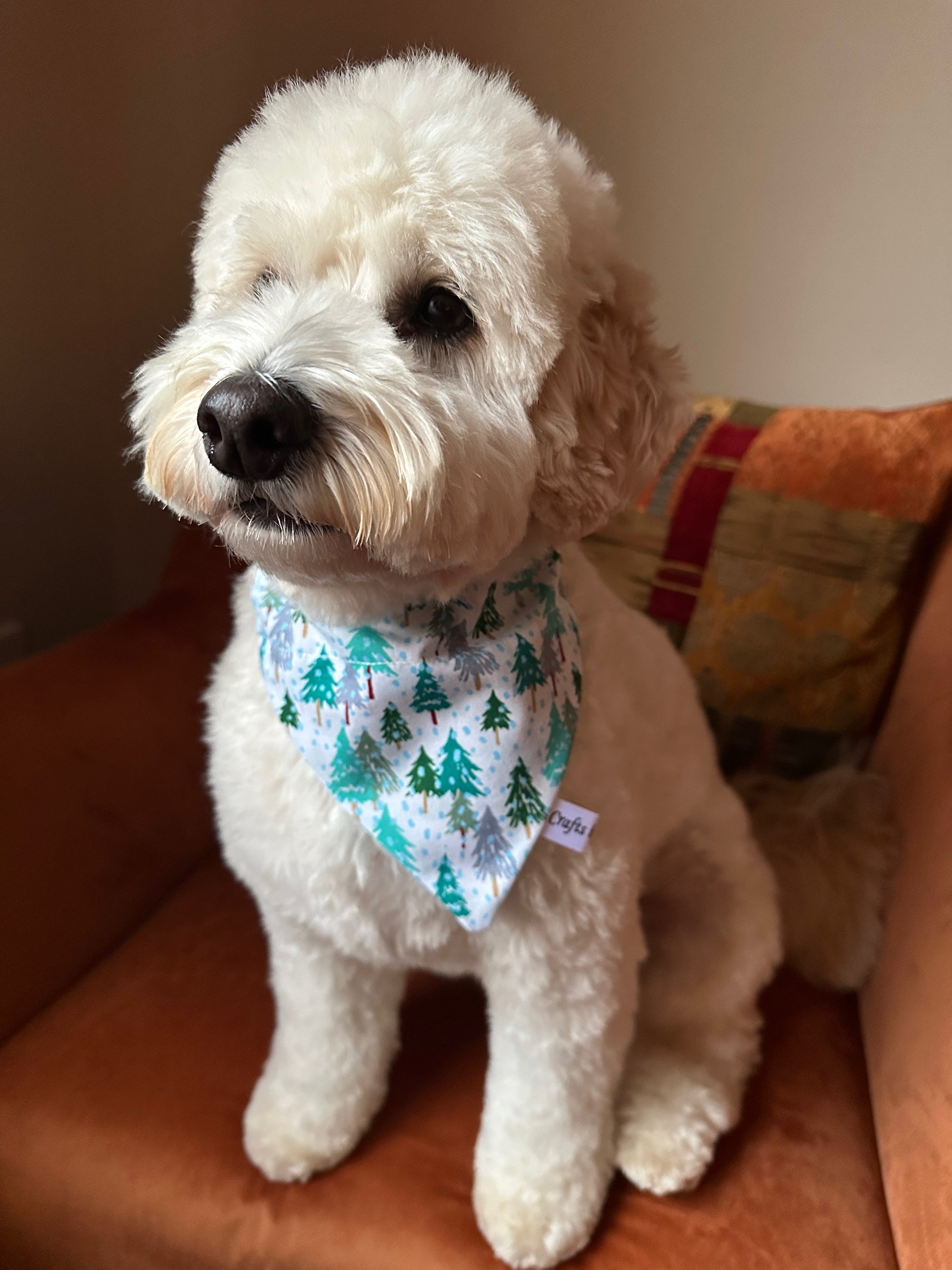 A fluffy white dog with curly fur sits on a rust chair, wearing the Winter Forest Cotton Pet Bandana with collar attachment by Crafts by Kate. A colorful cushion adds extra charm in the background.
