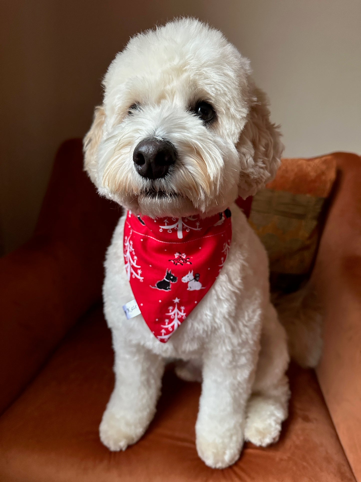 A fluffy white dog with curly fur sits on an orange chair, wearing the Crafts by Kate Cotton Pet Bandana with collar attachment—Festive Scottish Terrier.