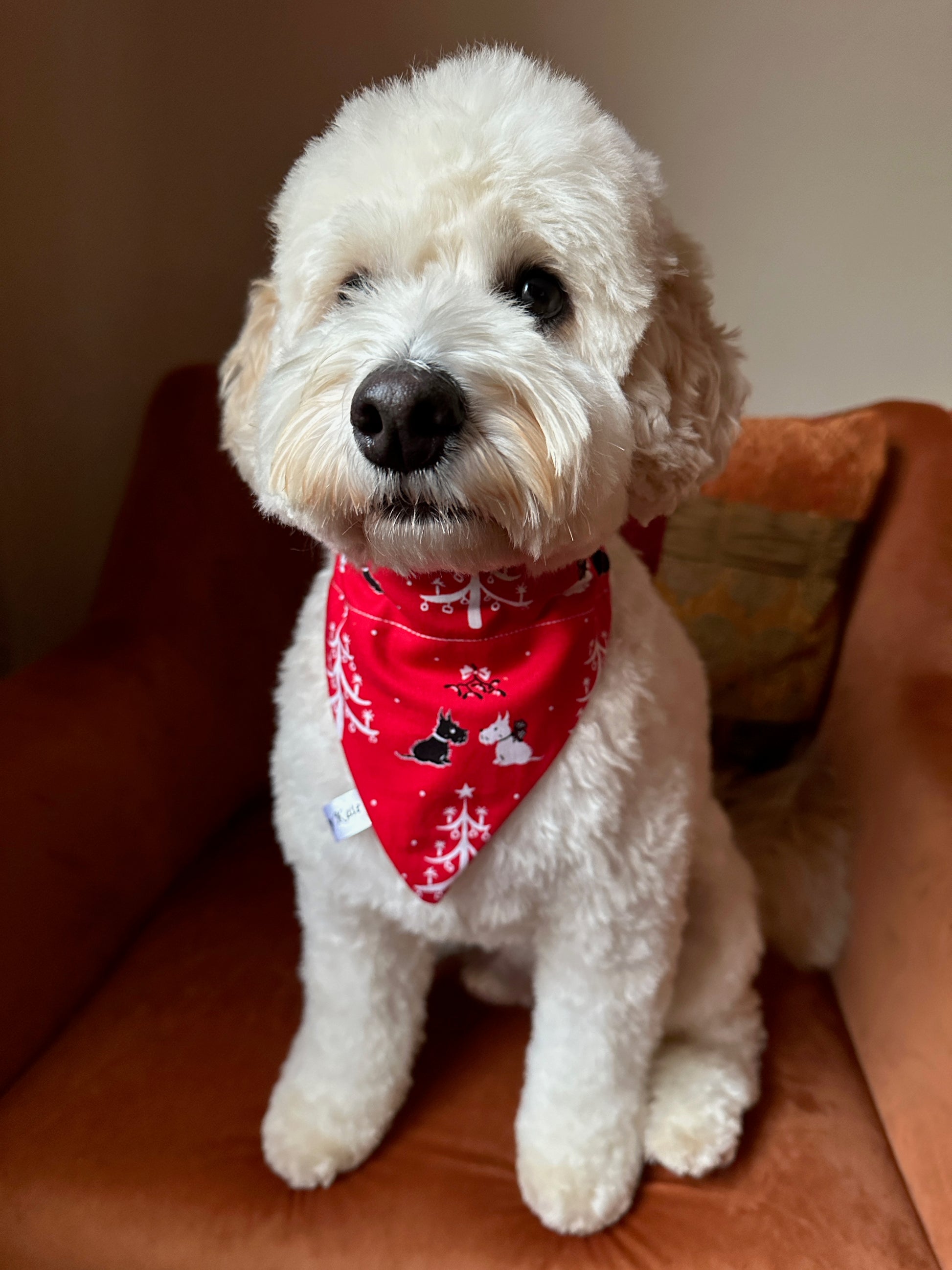 A fluffy white dog with curly fur sits on an orange chair, wearing the Crafts by Kate Cotton Pet Bandana with collar attachment—Festive Scottish Terrier.
