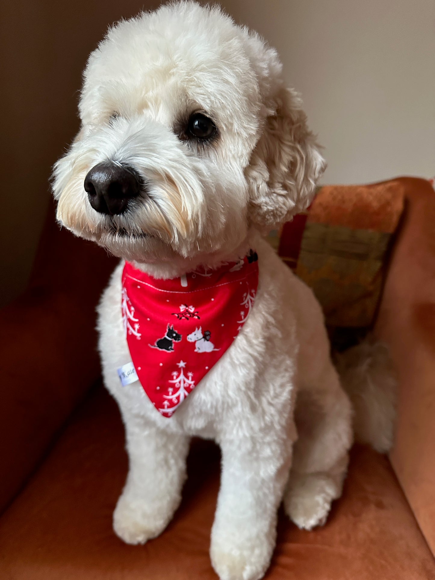 A fluffy white dog with curly fur sits on an orange chair, wearing the Crafts by Kate Cotton Pet Bandana with collar attachment—Festive Scottish Terrier. The bandana features holiday patterns. The background is softly lit and neutral.