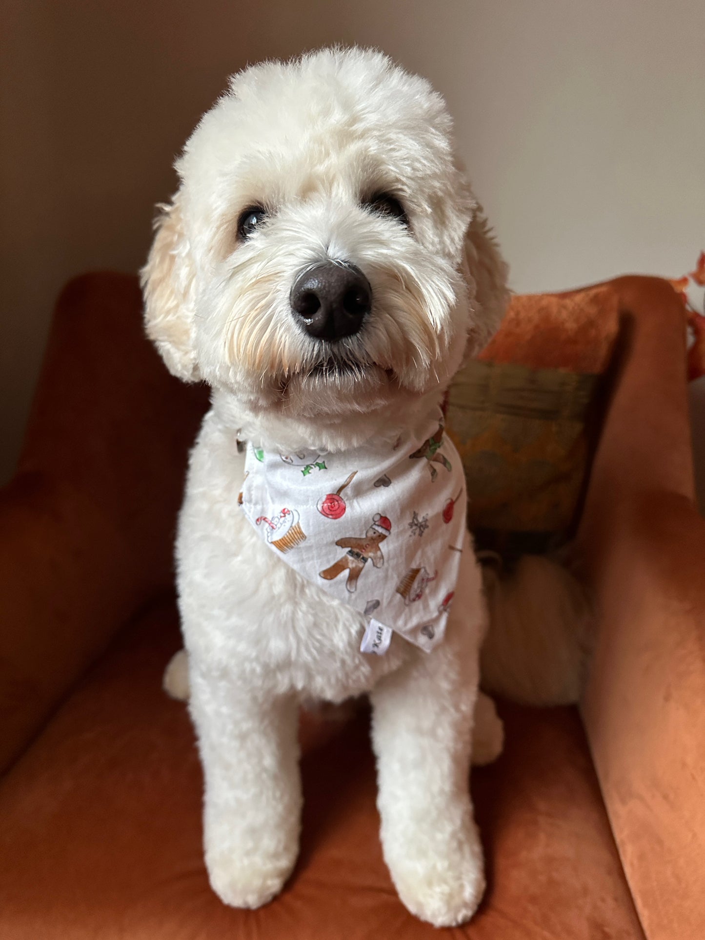 A fluffy white dog with curly fur sits on a rust-colored chair, wearing the Crafts by Kate Cotton Pet Bandana with collar attachment in Gingerbread Bakers. The dog looks calmly at the camera.