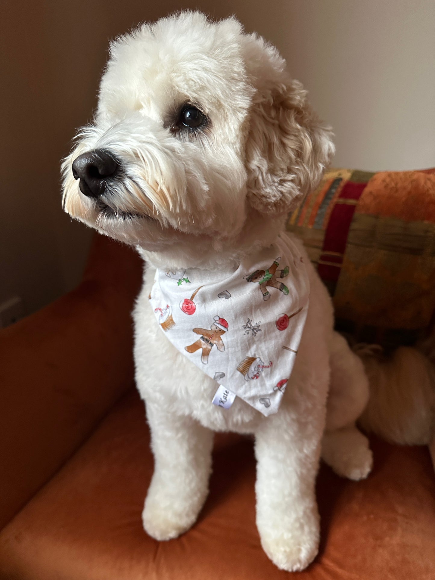 A fluffy white dog sits on a brown chair next to a colorful cushion, wearing the "Cotton Pet Bandana with collar attachment - Gingerbread Bakers" by Crafts by Kate, and looks off to the side.