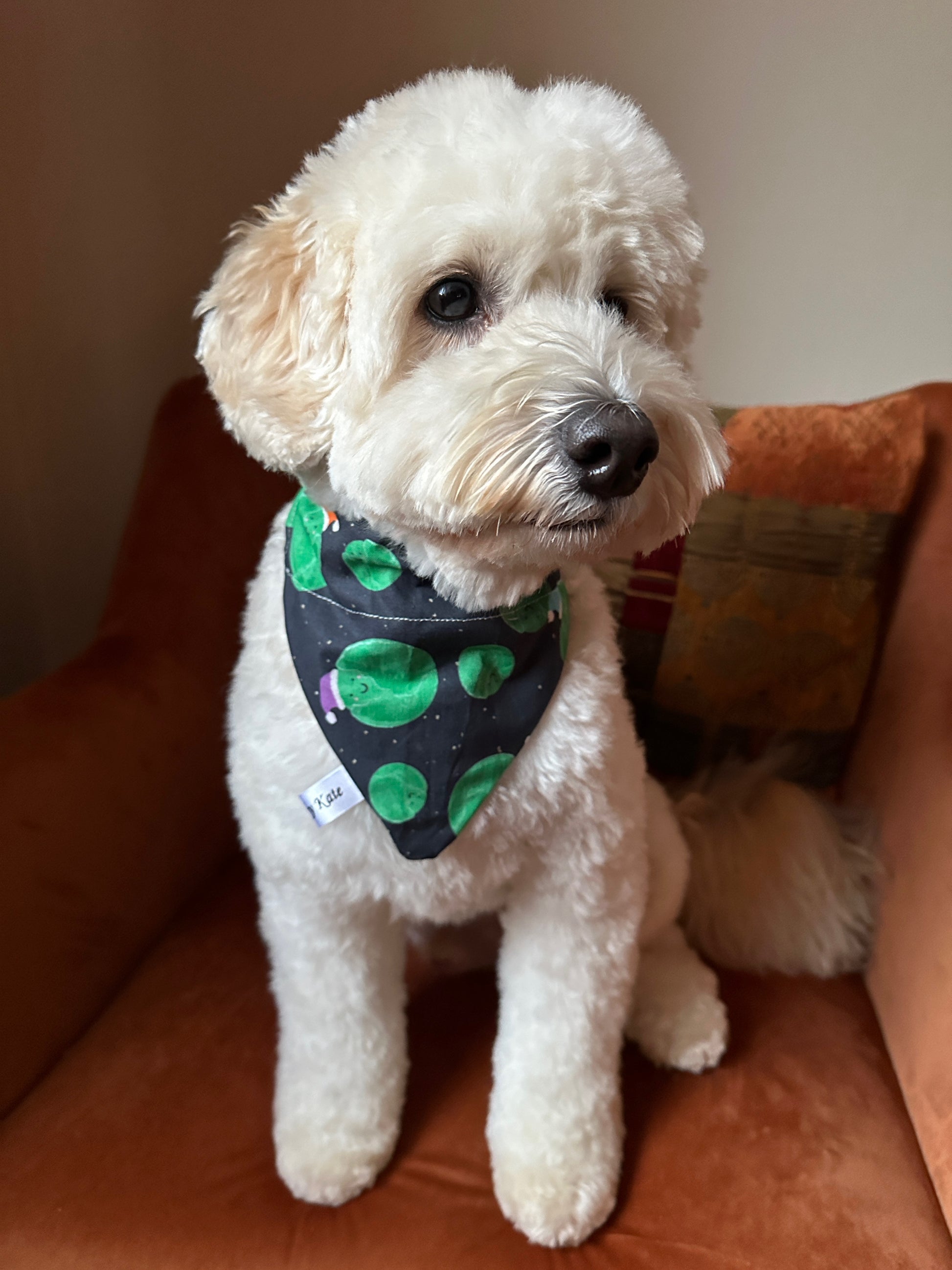 A fluffy white dog wears the Crafts by Kate Cotton Pet Bandana with collar attachment in the Santa Sprouts design, sitting on a rust-colored chair and gazing slightly to the side.