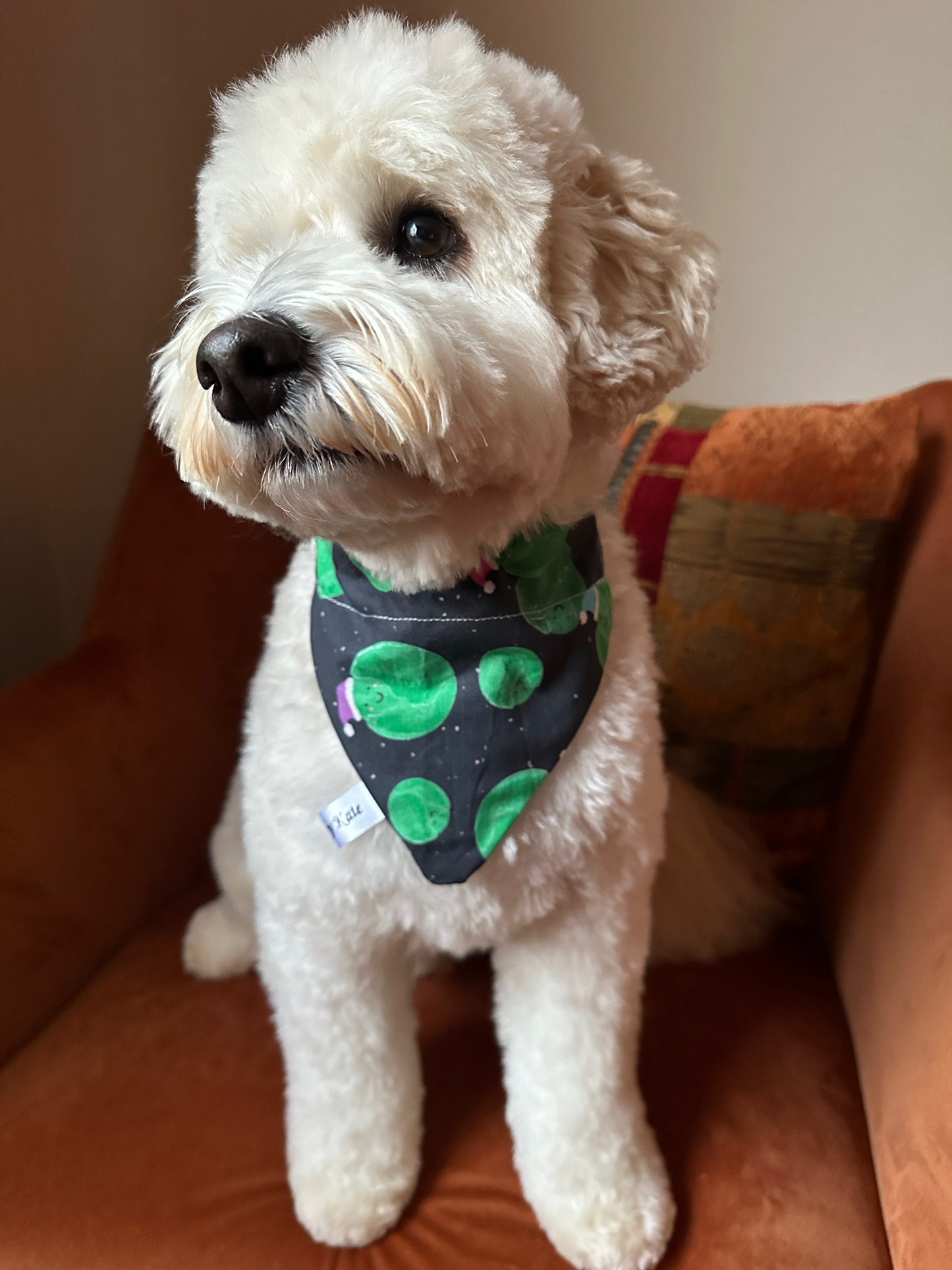 A fluffy white dog wears the Crafts by Kate Cotton Pet Bandana with collar attachment – Santa Sprouts, sitting on an orange chair beside a multicolored striped cushion.