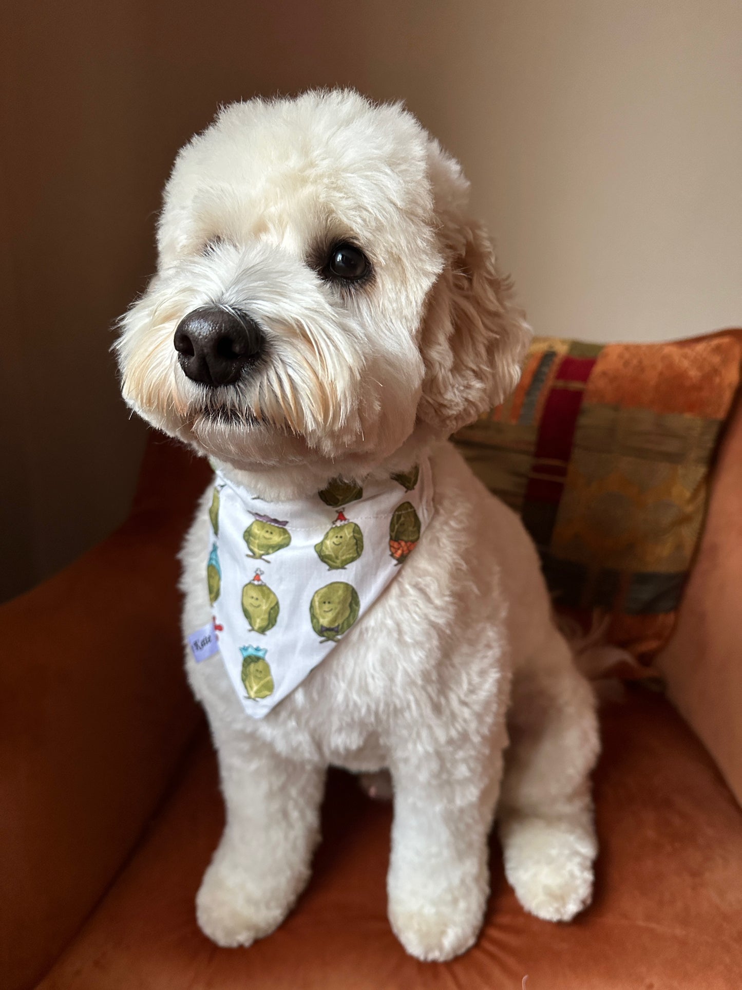 A fluffy white dog sits on an orange armchair, wearing a Crafts by Kate Cotton Pet Bandana with collar attachment in Party Sprouts fabric. A patterned cushion is visible in the background.