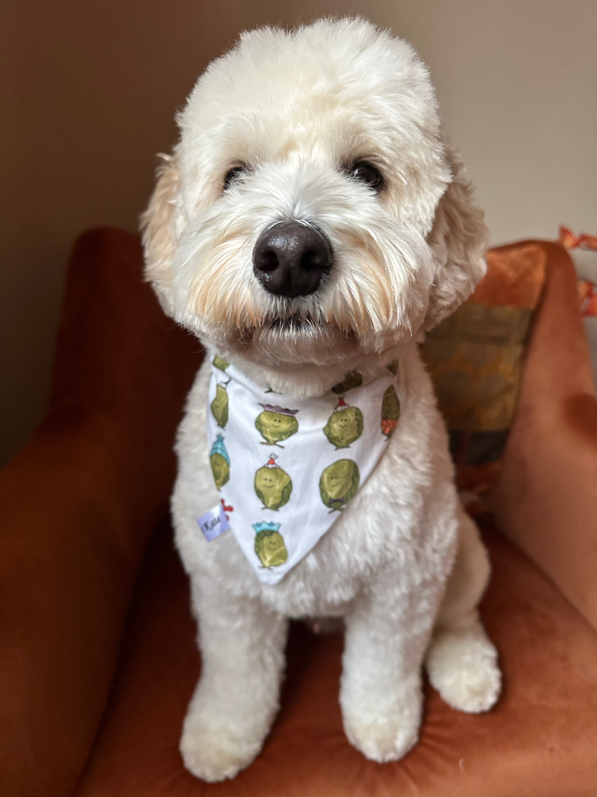 A fluffy white dog with curly fur sits on an orange chair, wearing a Crafts by Kate Cotton Pet Bandana with collar attachment in Party Sprouts fabric, looking calmly at the camera.