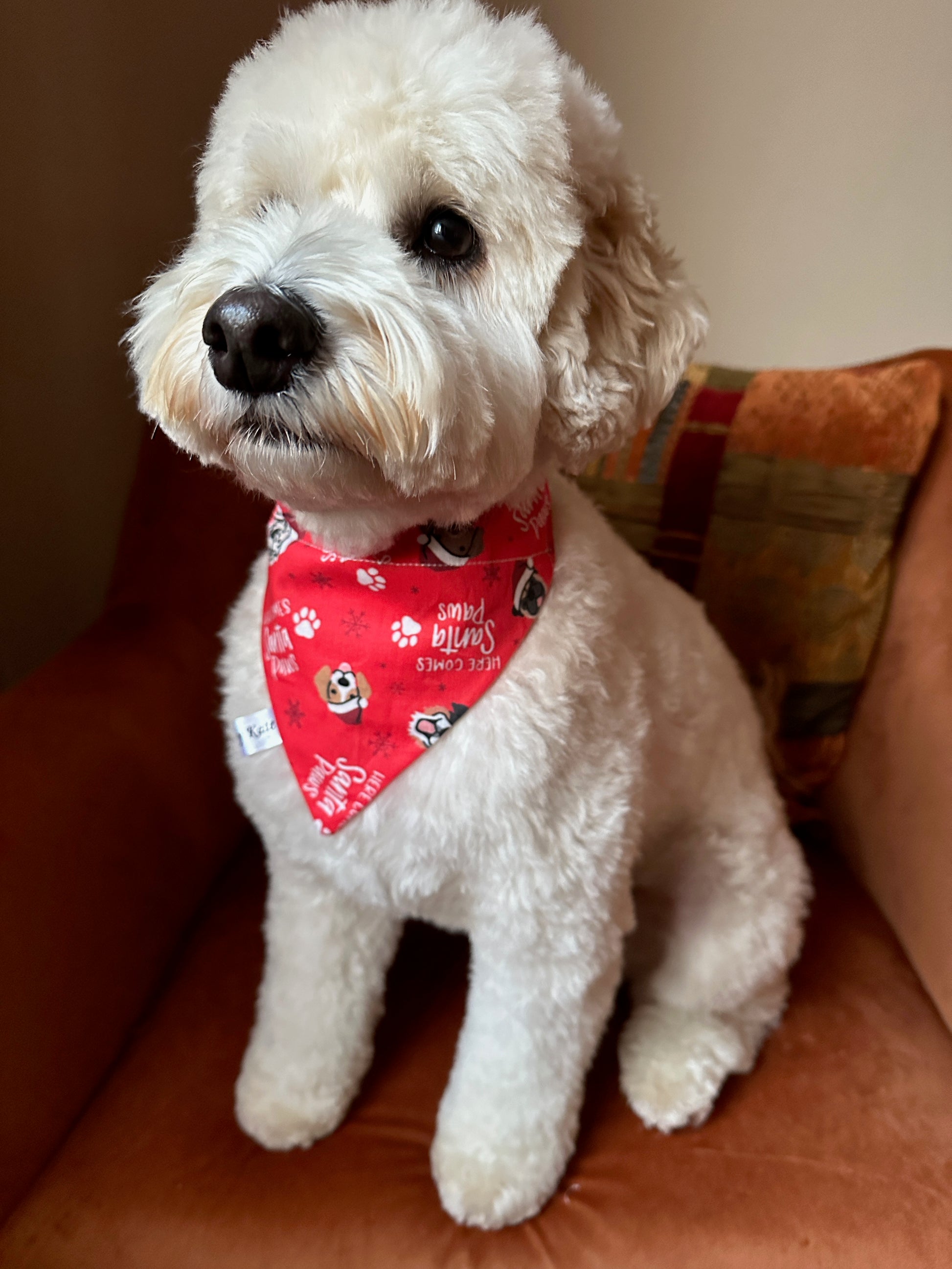A fluffy white dog with curly fur sits on a brown chair, wearing the Crafts by Kate Cotton Pet Bandana with collar attachment—Here comes Santa Paws. The bandana features small dog faces and text, as the dog looks calmly to the left.