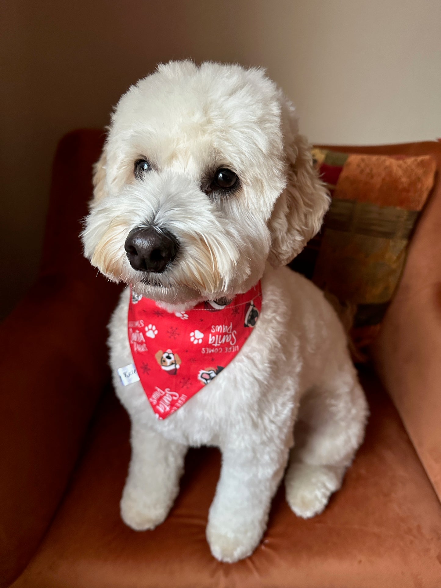 A fluffy white dog sits on an orange chair, wearing the "Here comes Santa Paws" Cotton Pet Bandana with collar attachment by Crafts by Kate, decorated with white snowflakes and small dog faces. The dog looks calmly to the left.