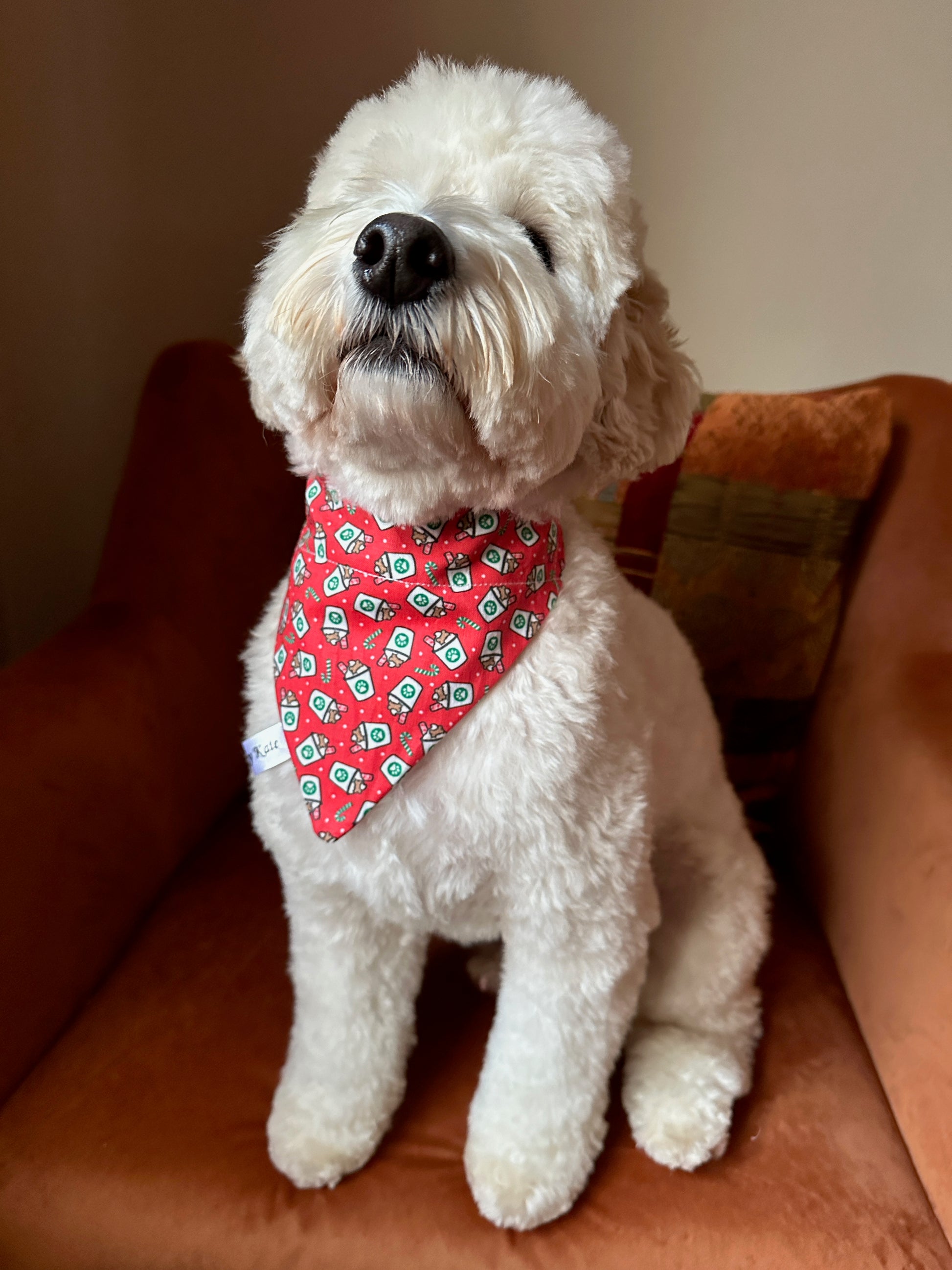 A fluffy white dog sits on a brown chair, wearing the Christmas Pupcup Cotton Pet Bandana with collar attachment from Crafts by Kate, featuring blue and white patterns. The pup looks content and ready for a festive treat.