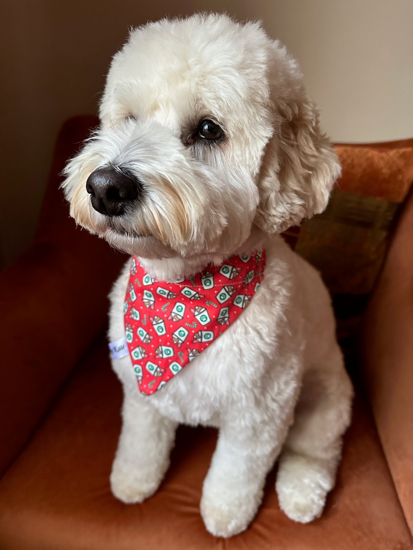A fluffy white dog sits on a brown chair, wearing the Christmas Pupcup Cotton Pet Bandana with collar attachment by Crafts by Kate. The dog's curly fur is well-groomed, and it gazes calmly to the side.