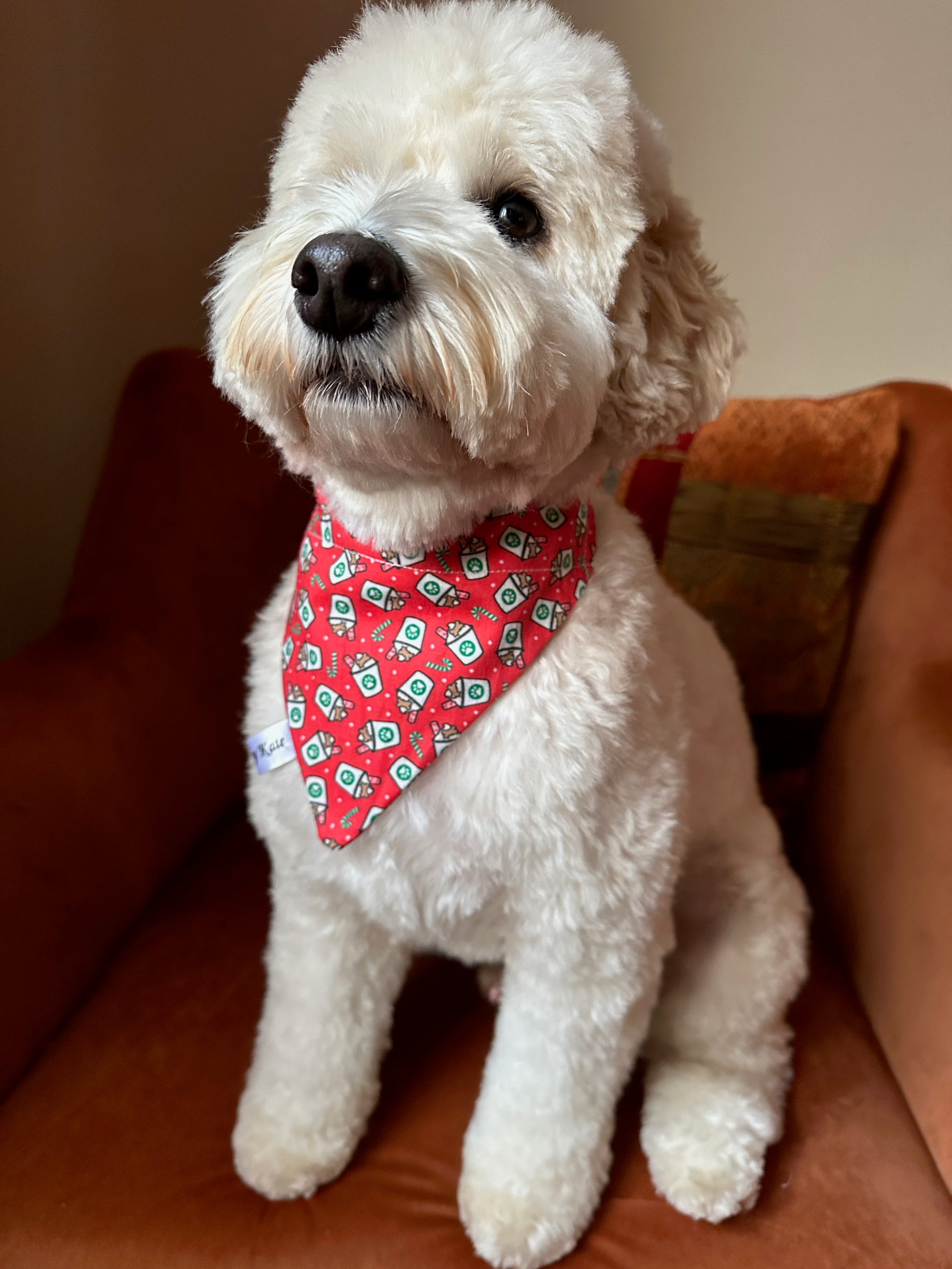 A fluffy white dog with curly fur sits on a brown chair, wearing the Crafts by Kate Cotton Pet Bandana with collar attachment – Christmas Pupcup, featuring festive patterns and looking slightly upward.