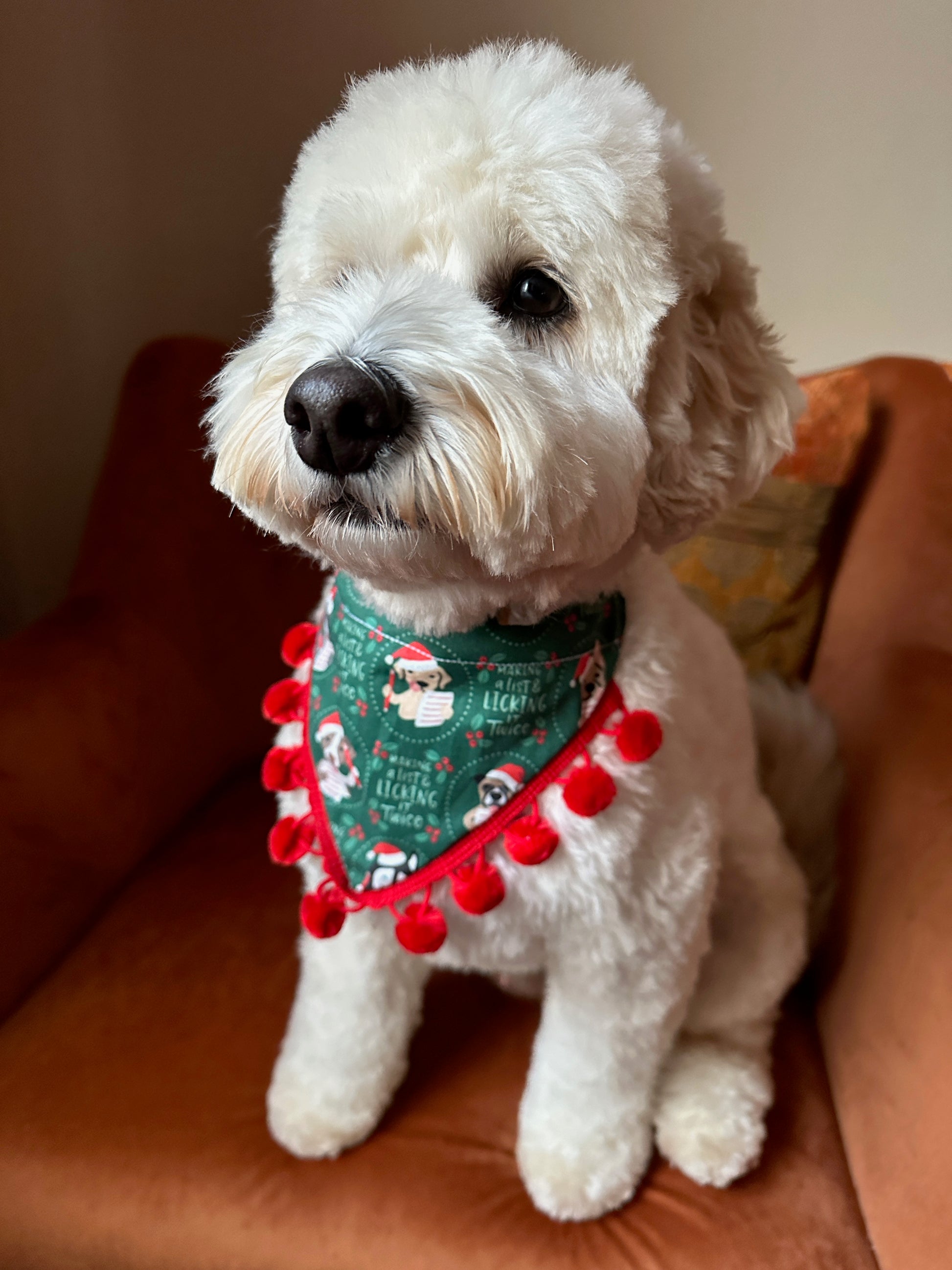 A fluffy white dog sits on an orange chair, wearing the "Licked it Twice" cotton pet bandana with collar attachment from Crafts by Kate, featuring festive holiday designs and red pom-poms. The dog appears calm and well-groomed.