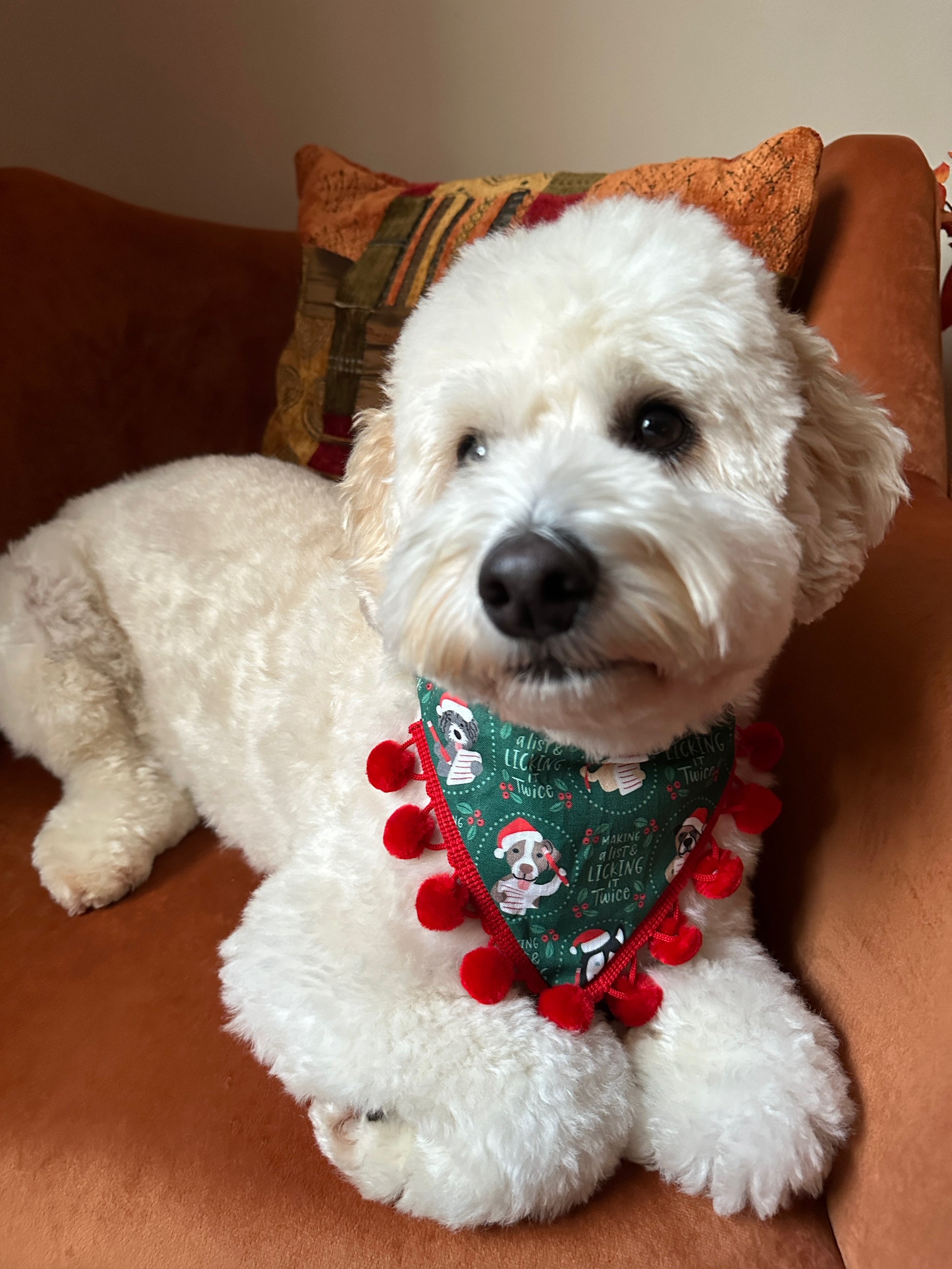 A fluffy white dog lounges contentedly on a rust-colored chair, wearing the Crafts by Kate “Licked it Twice” Cotton Pet Bandana with collar attachment—green with snowmen and red pom-poms.