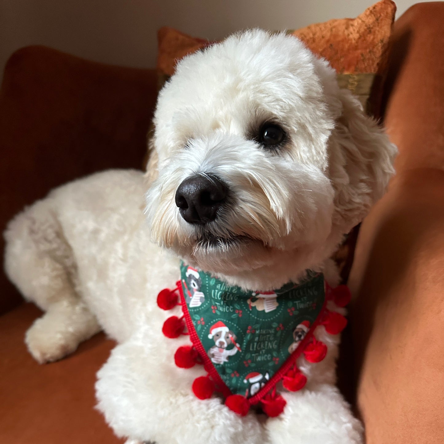 A fluffy white dog sits on a brown couch, wearing the "Licked it Twice" cotton pet bandana by Crafts by Kate. This handcrafted bandana with collar attachment adds a festive touch as the calm pup looks to the side.