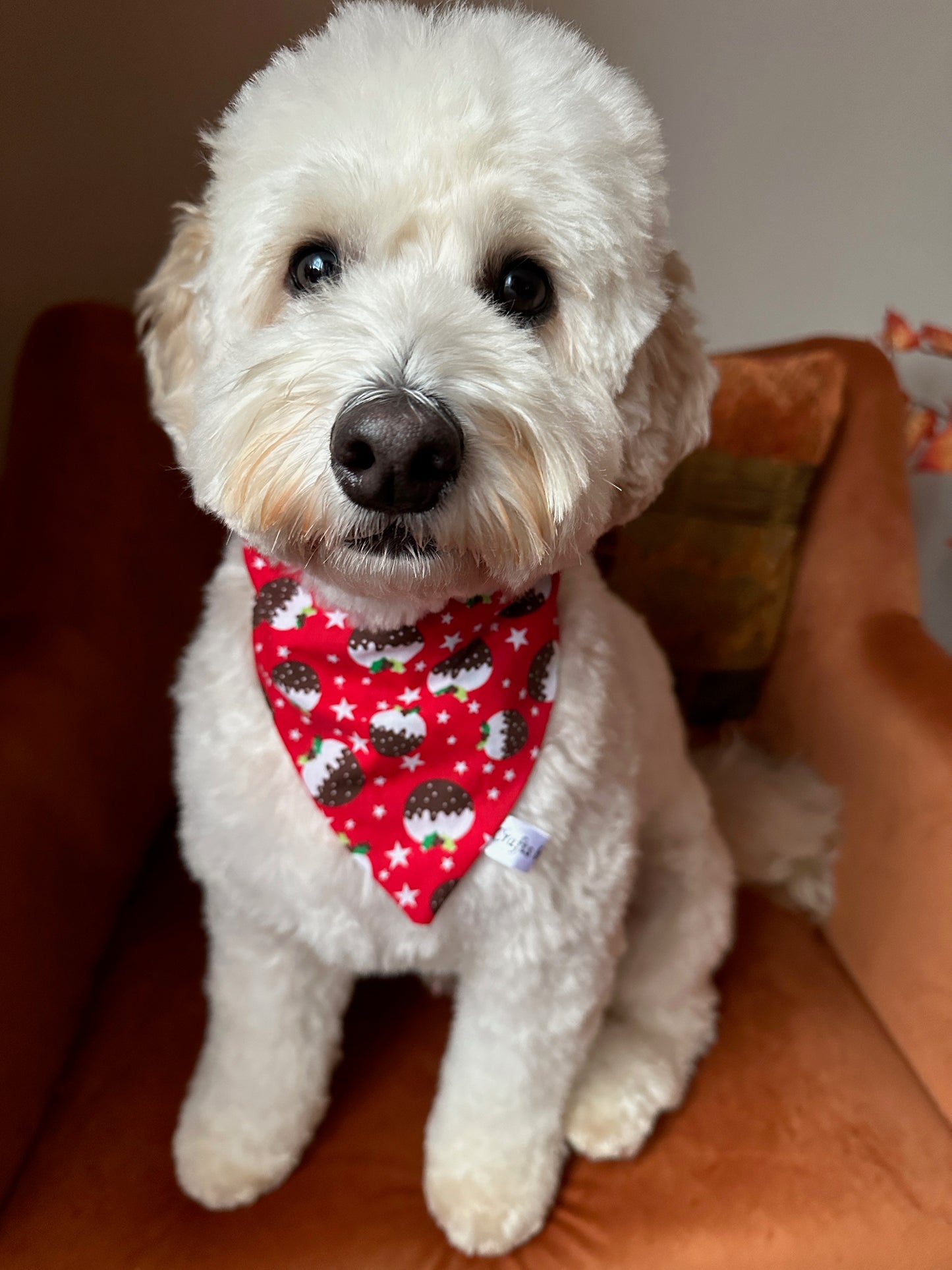 Cotton Pet Scrunchie Bandana - Christmas Pudding