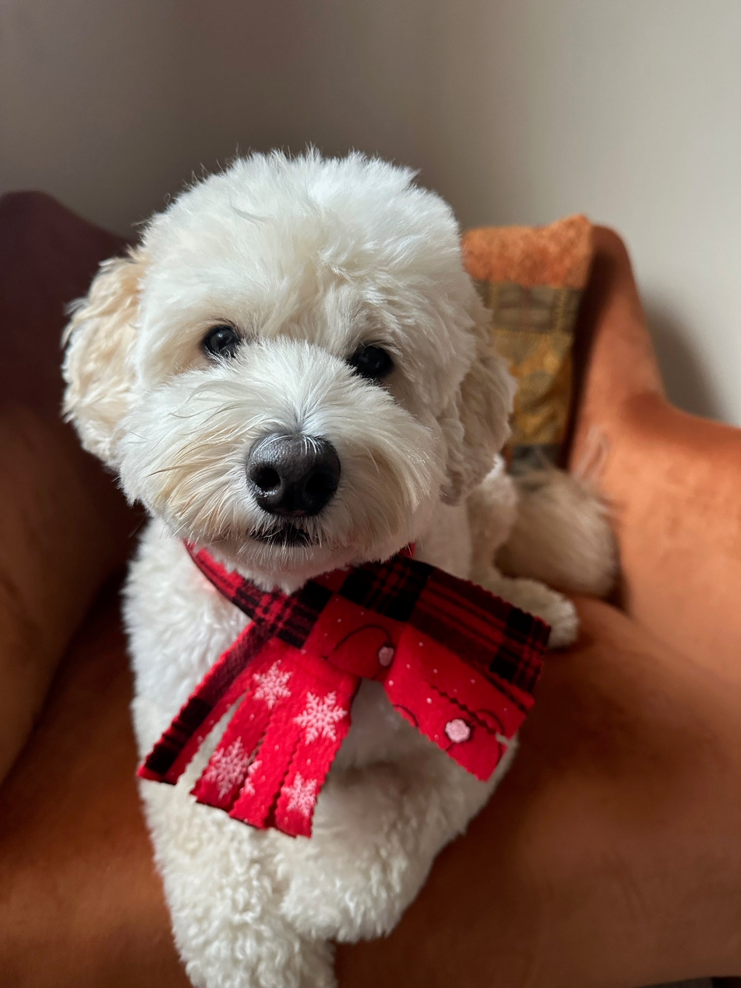 Polar Cotton Fleece Pet Scarf -  Christmas Red